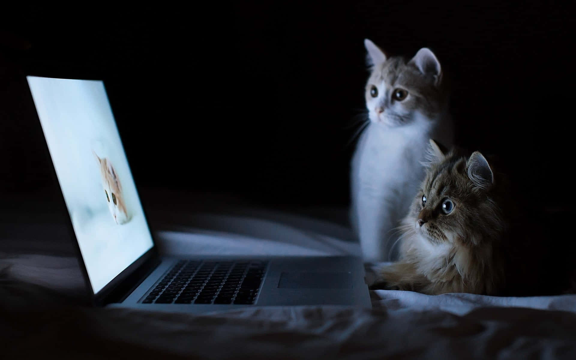 เพลิดเพลินกับหน้าจอที่สวยงามและมีสไตล์ของ Macbook วอลเปเปอร์