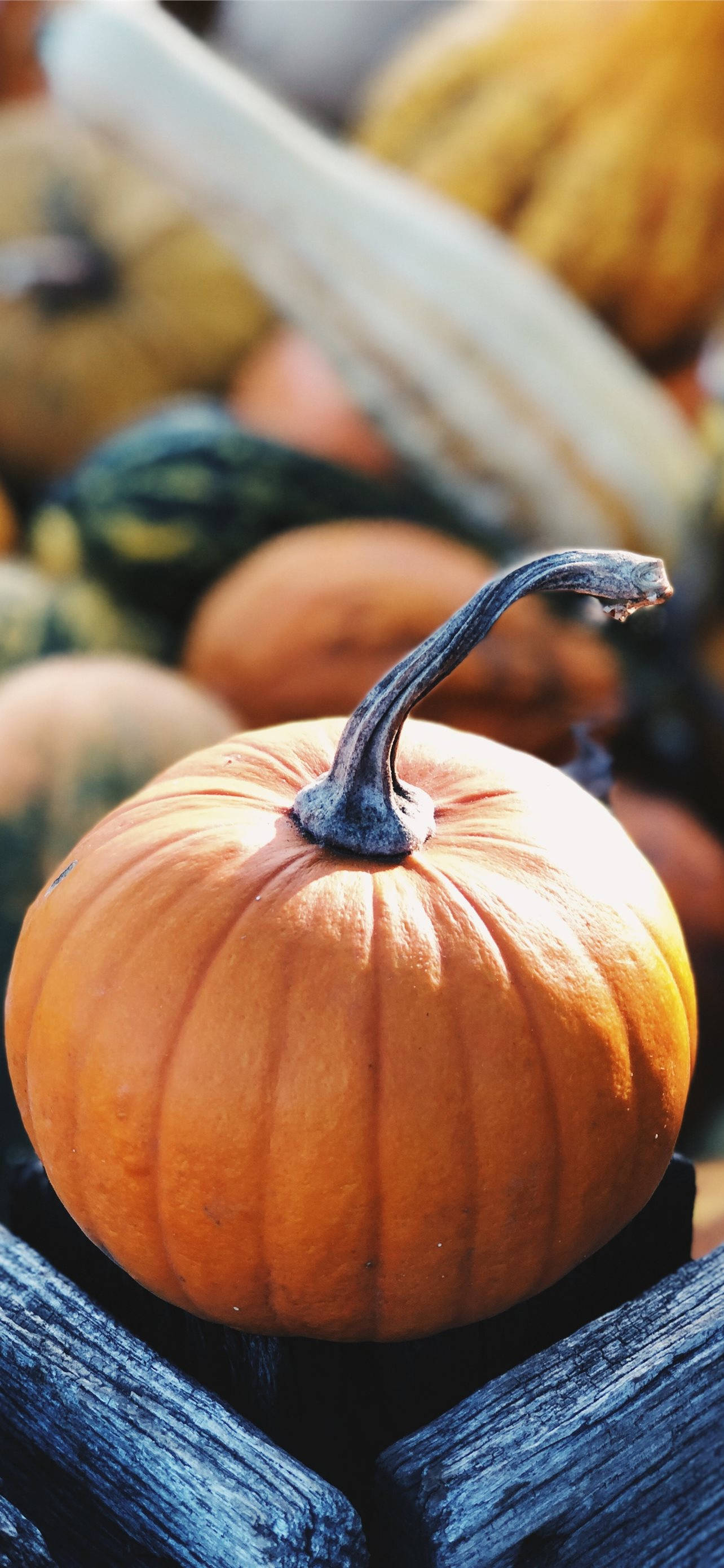 Market Pumpkin Thanksgiving iPhone วอลเปเปอร์