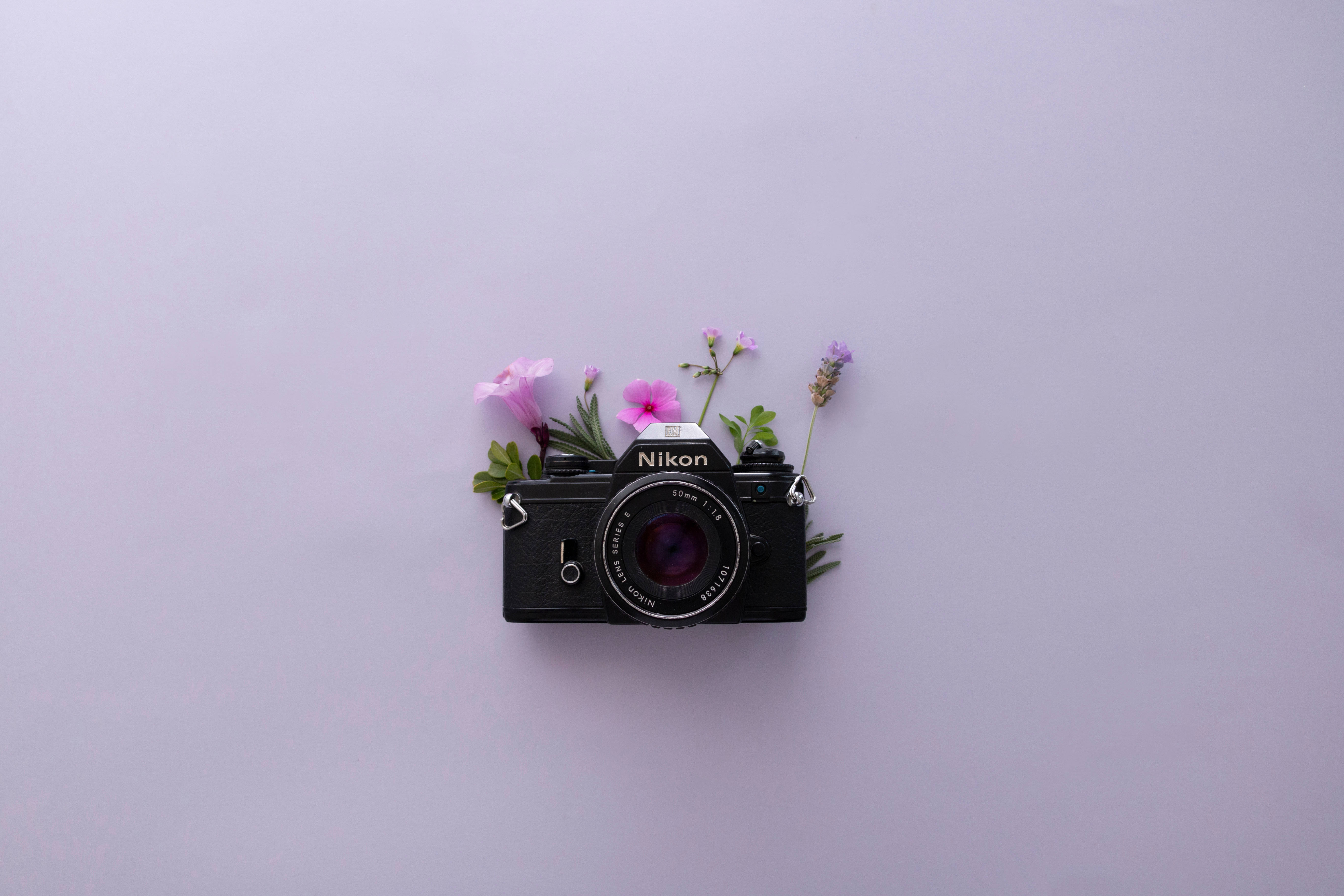 กล้อง Nikon และความสวยงามของดอกลาเวนเดอร์ วอลเปเปอร์