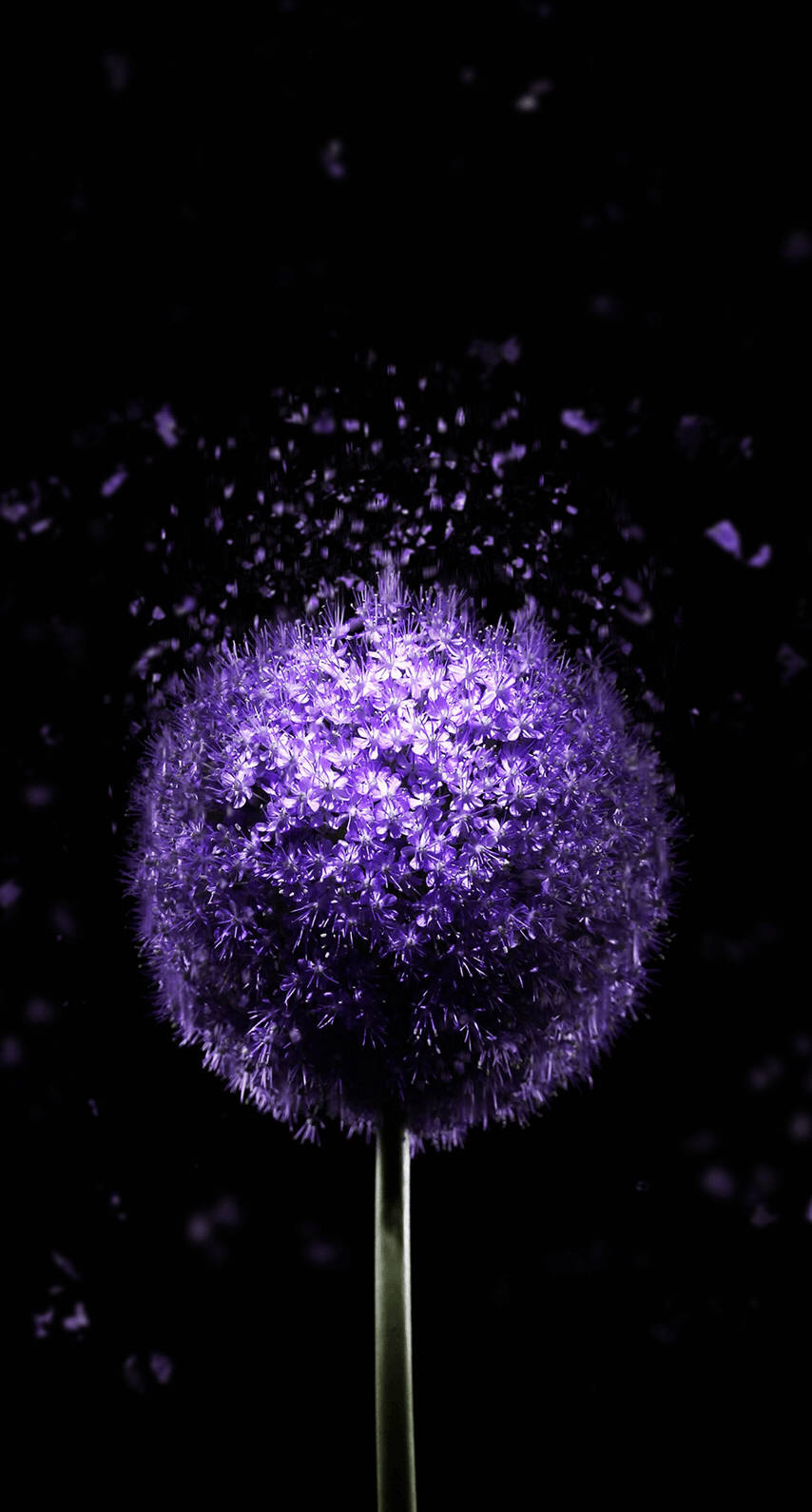 OLED Purple Dandelion วอลเปเปอร์