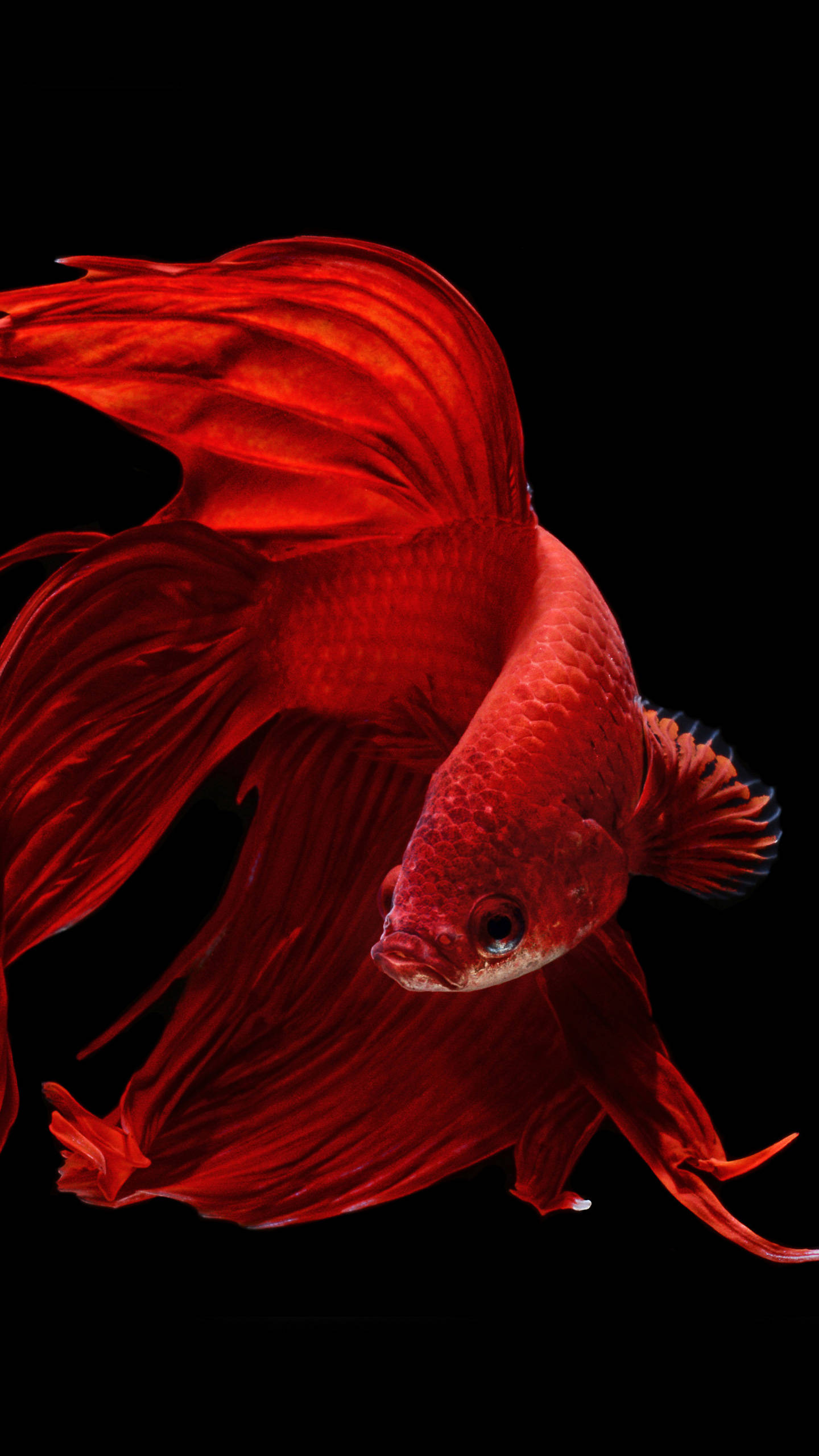 OLED ปลาทองเพรียว วอลเปเปอร์