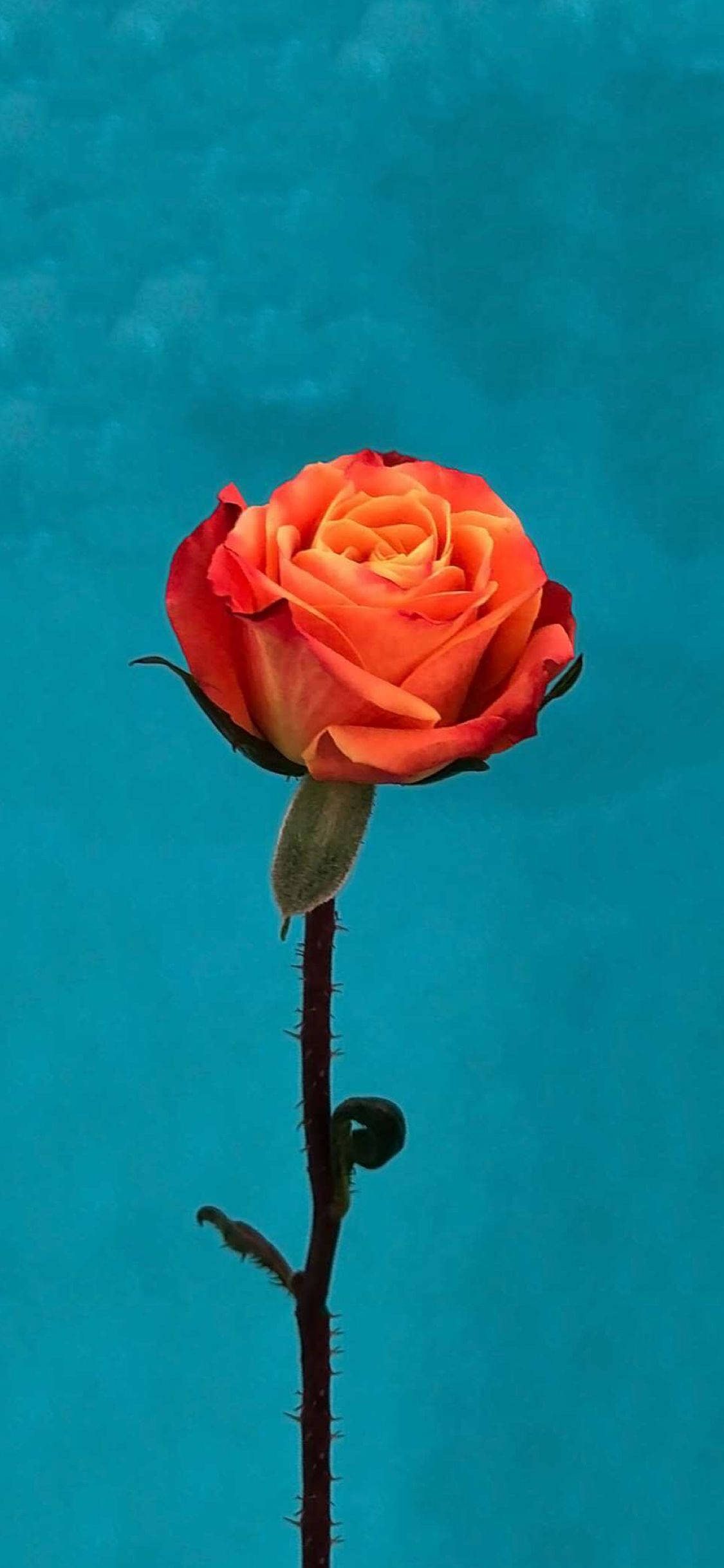 Orange Rose Flower Apple วอลเปเปอร์