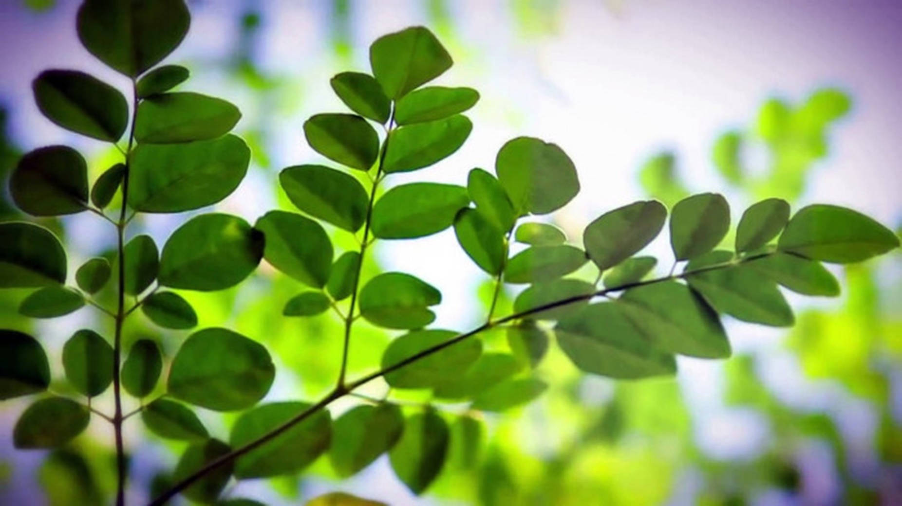 ต้นมoringa Oleifera ที่เจริญงอกงาม - สิ่งมหัศจรรย์ทางยาที่ดีที่สุดของธรรมชาติ วอลเปเปอร์