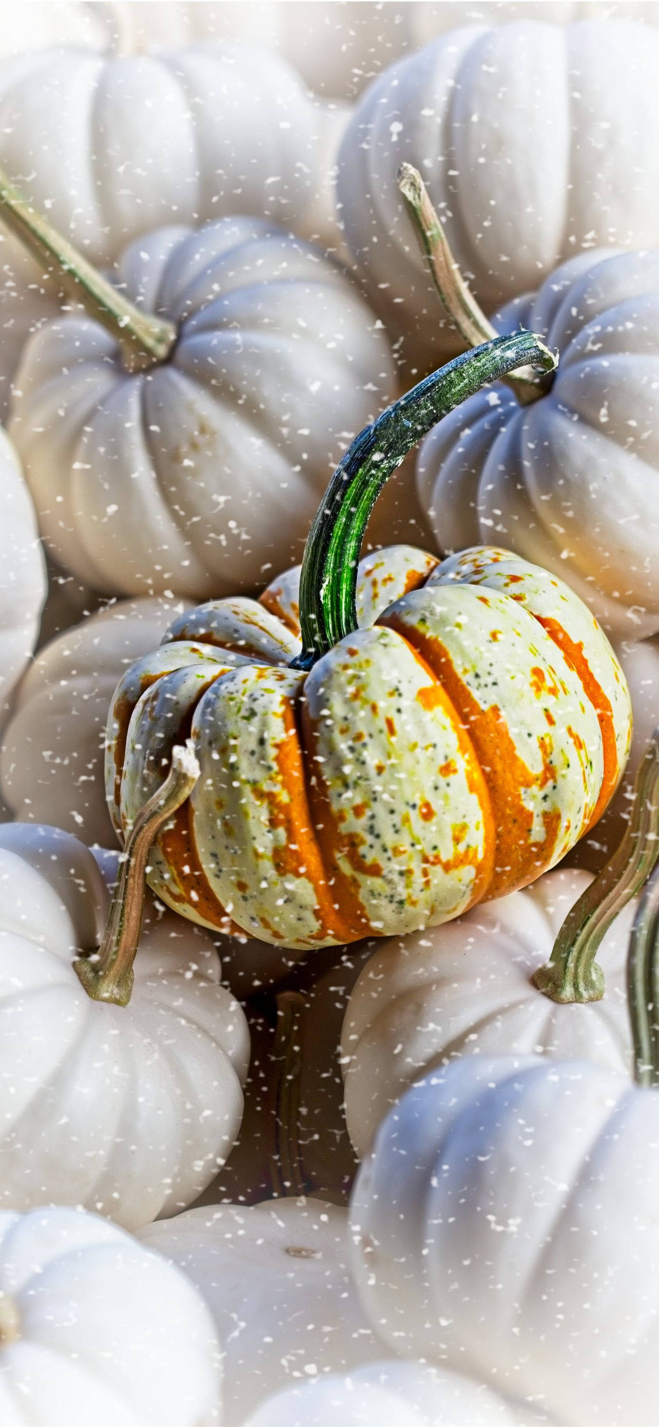 Pile Of Pumpkins Thanksgiving Aesthetic iPhone วอลเปเปอร์