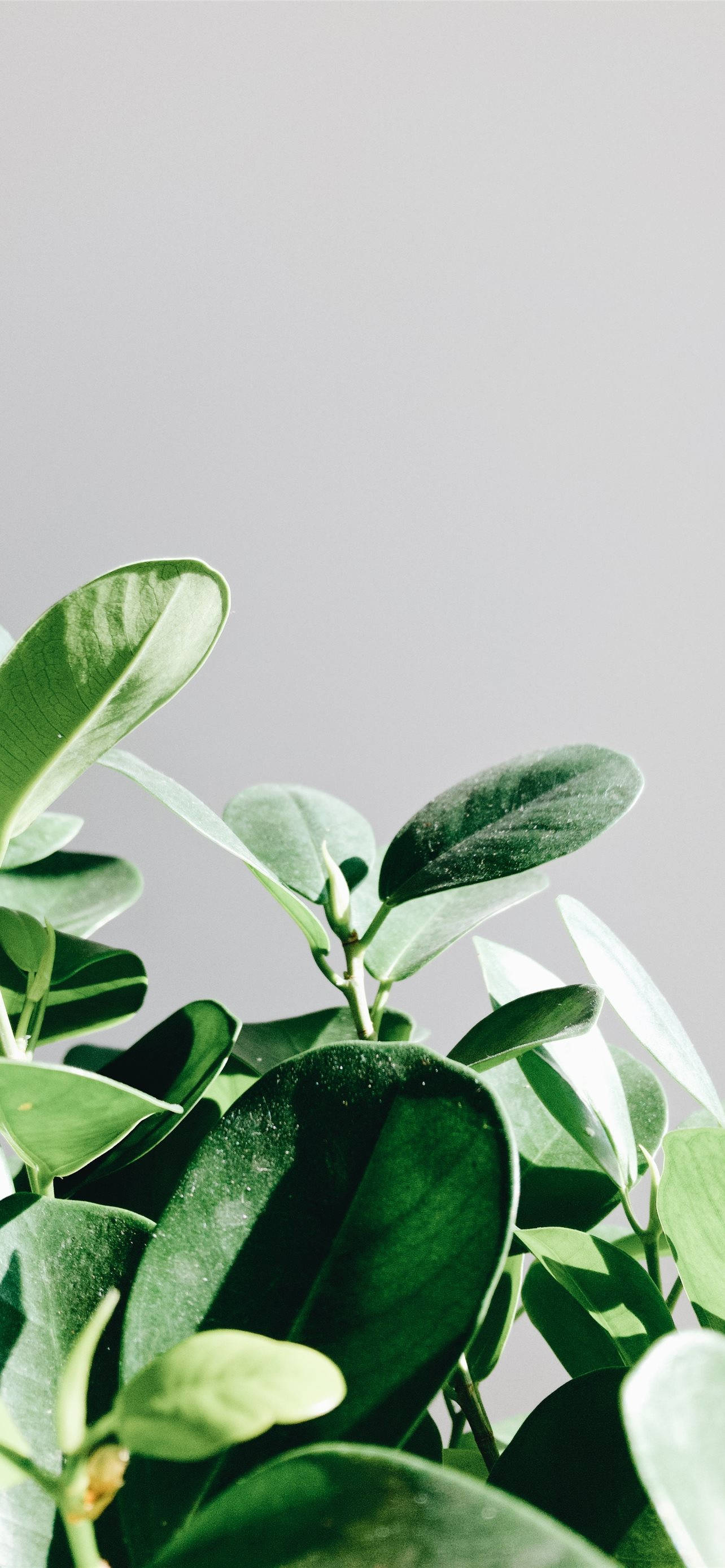 "นำธรรมชาติเข้ามาในบ้านด้วย Plant-iPhone พิเศษนี้!" วอลเปเปอร์