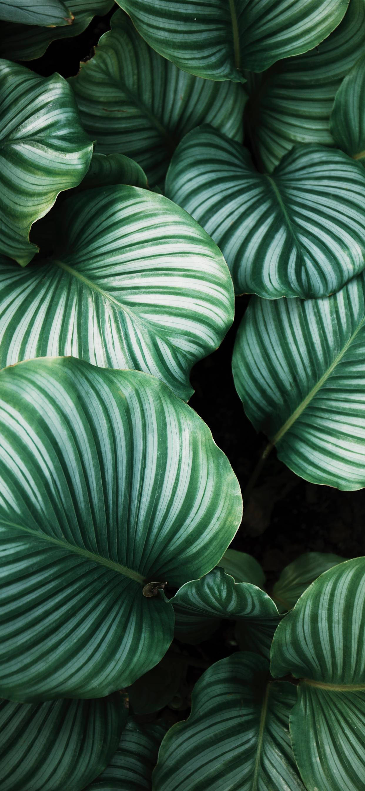 สัมผัสธรรมชาติ - ดาวน์โหลดวอลเปเปอร์ Plants iPhone วอลเปเปอร์