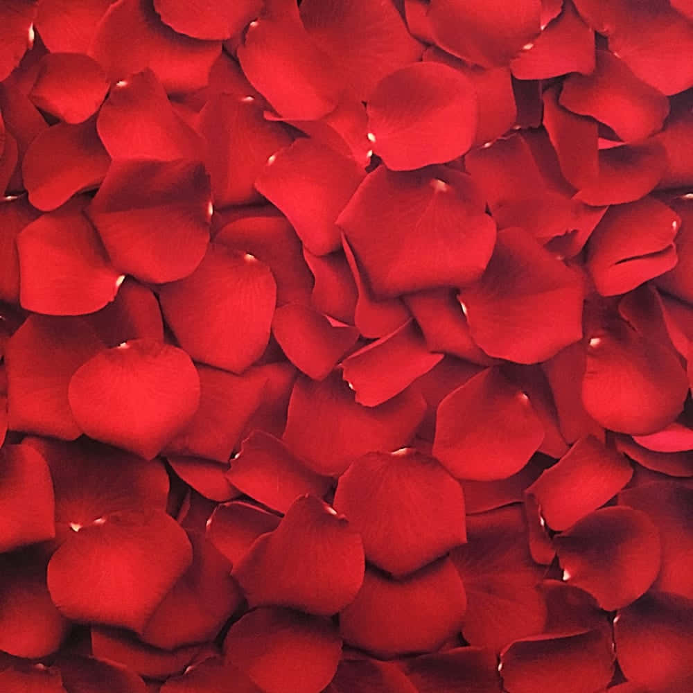 เติมสีสันให้ชีวิตของคุณด้วย Red Aesthetic วอลเปเปอร์