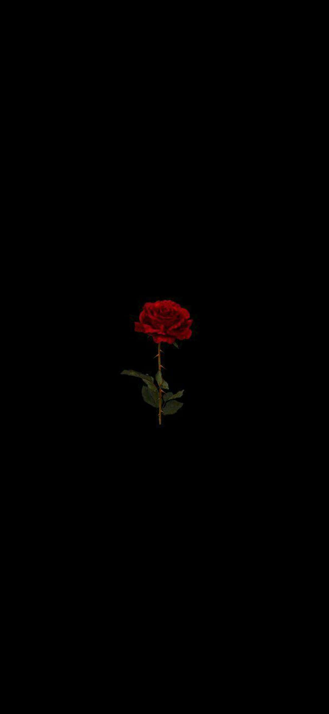 พื้นหลัง Red Rose Pixel 3XL AMOLED วอลเปเปอร์
