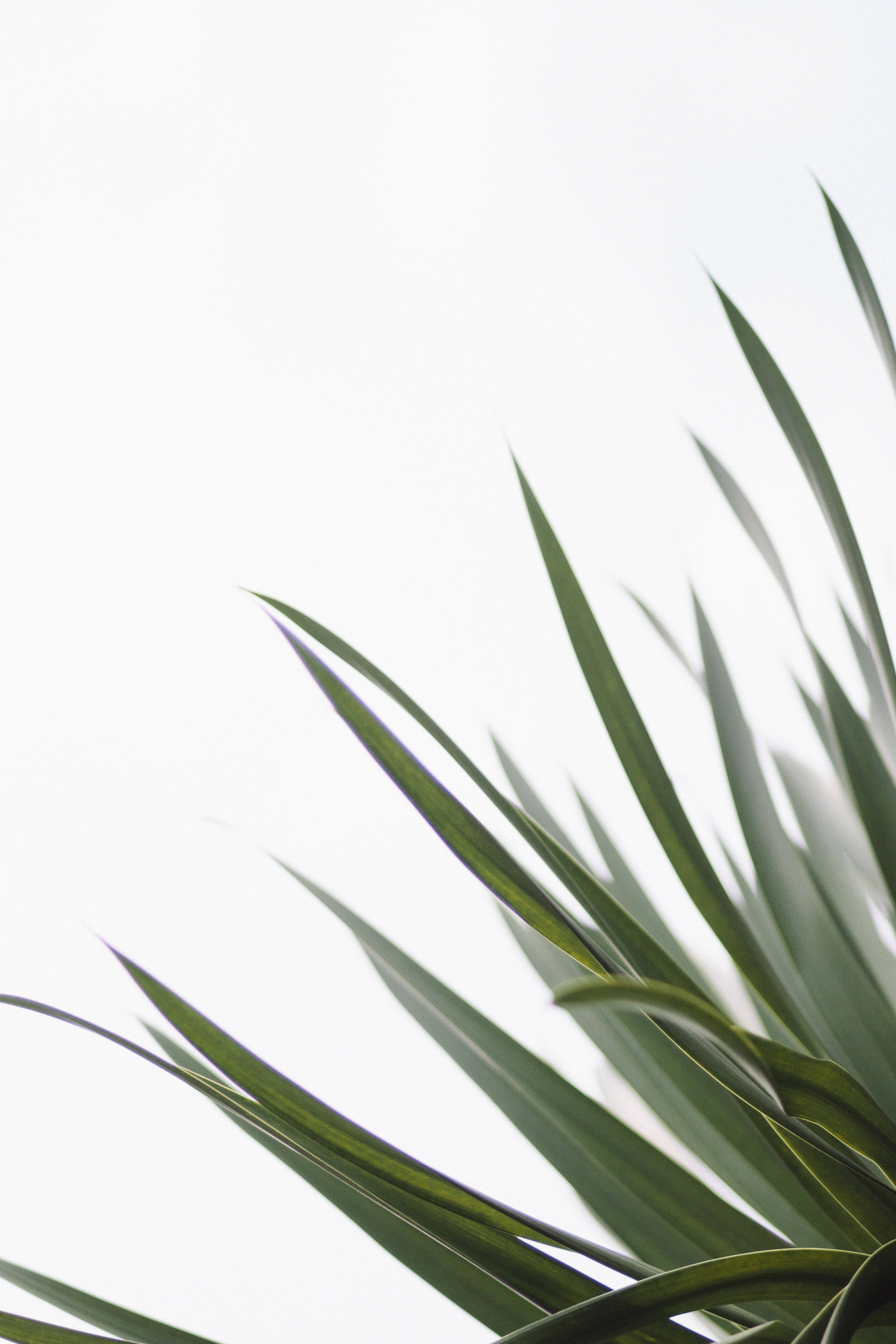 Redmi 4K Sword Plant วอลเปเปอร์