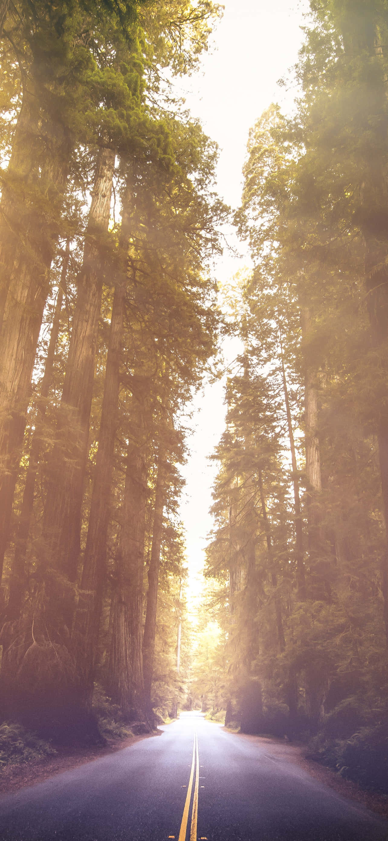 อุทยานแห่งชาติ Redwood Avenue Of The Giants วอลเปเปอร์
