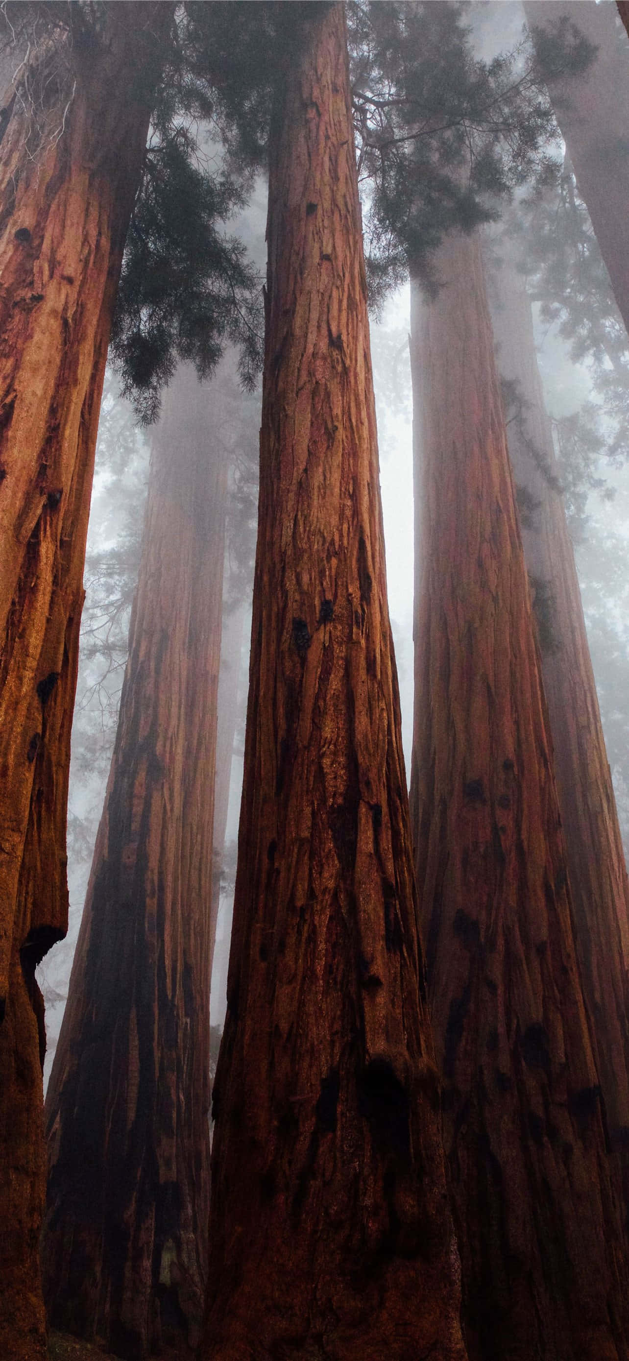 ป่าหมอก Redwood National Park วอลเปเปอร์
