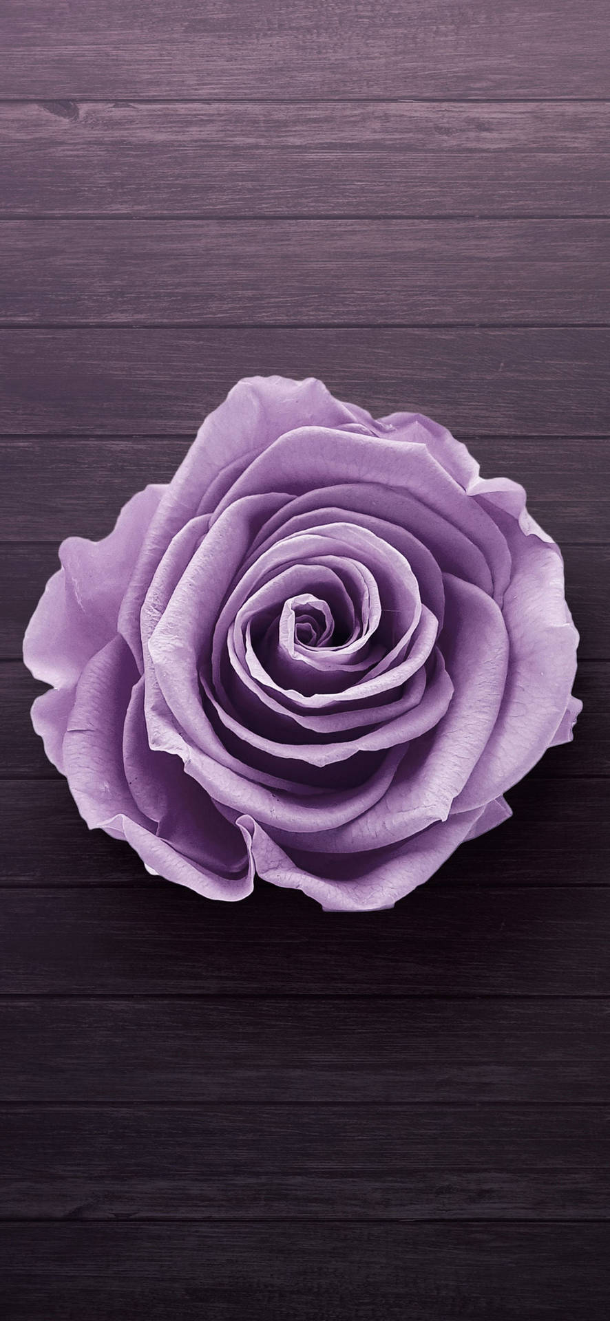 วอลเปเปอร์ Samsung Galaxy S22 กุหลาบสีม่วง — ซัมซุง กาแลคซี่ S22 GIF วอลเปเปอร์