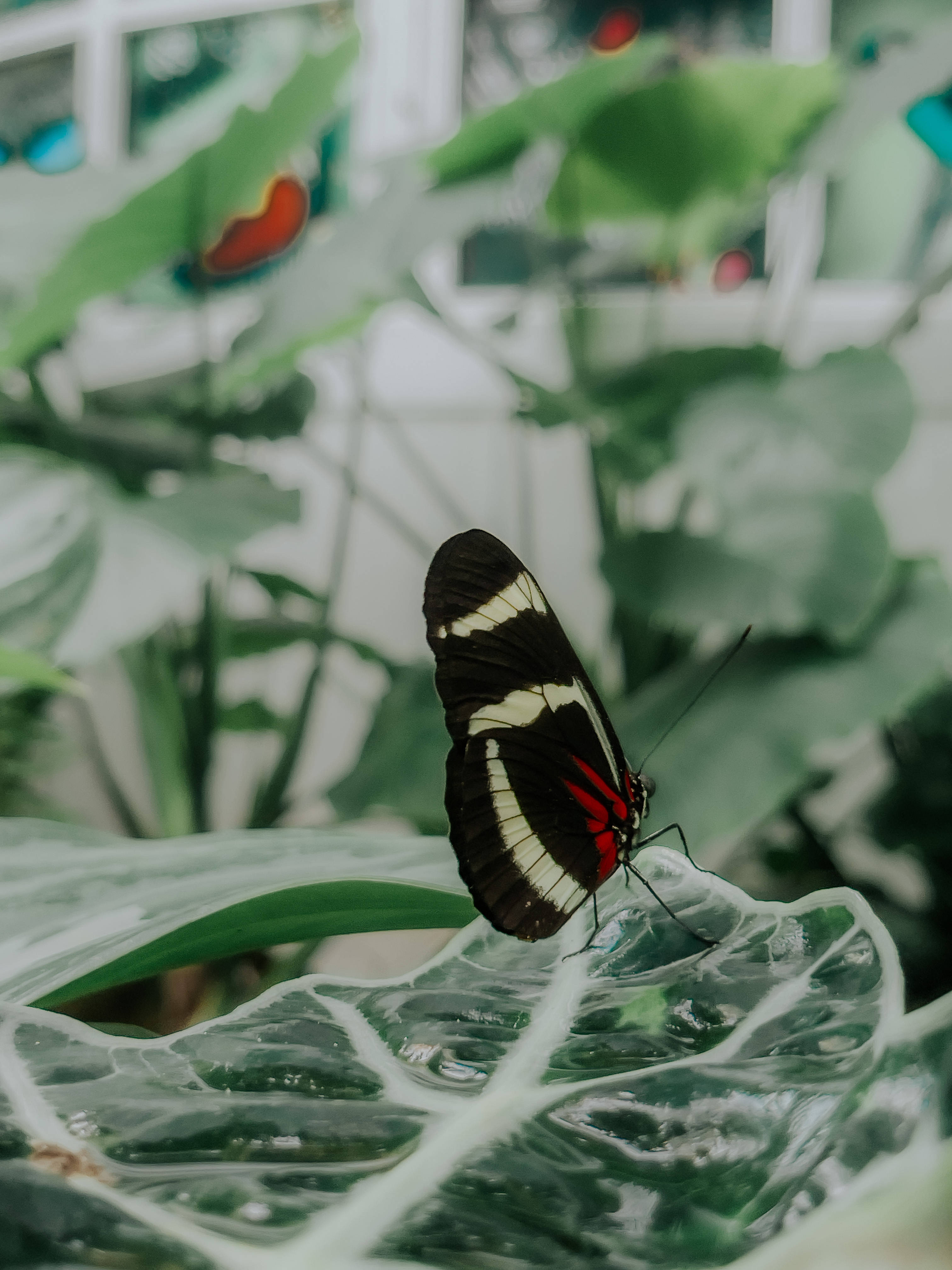 Sara Longwing ปลาแตนสวยงาม วอลเปเปอร์