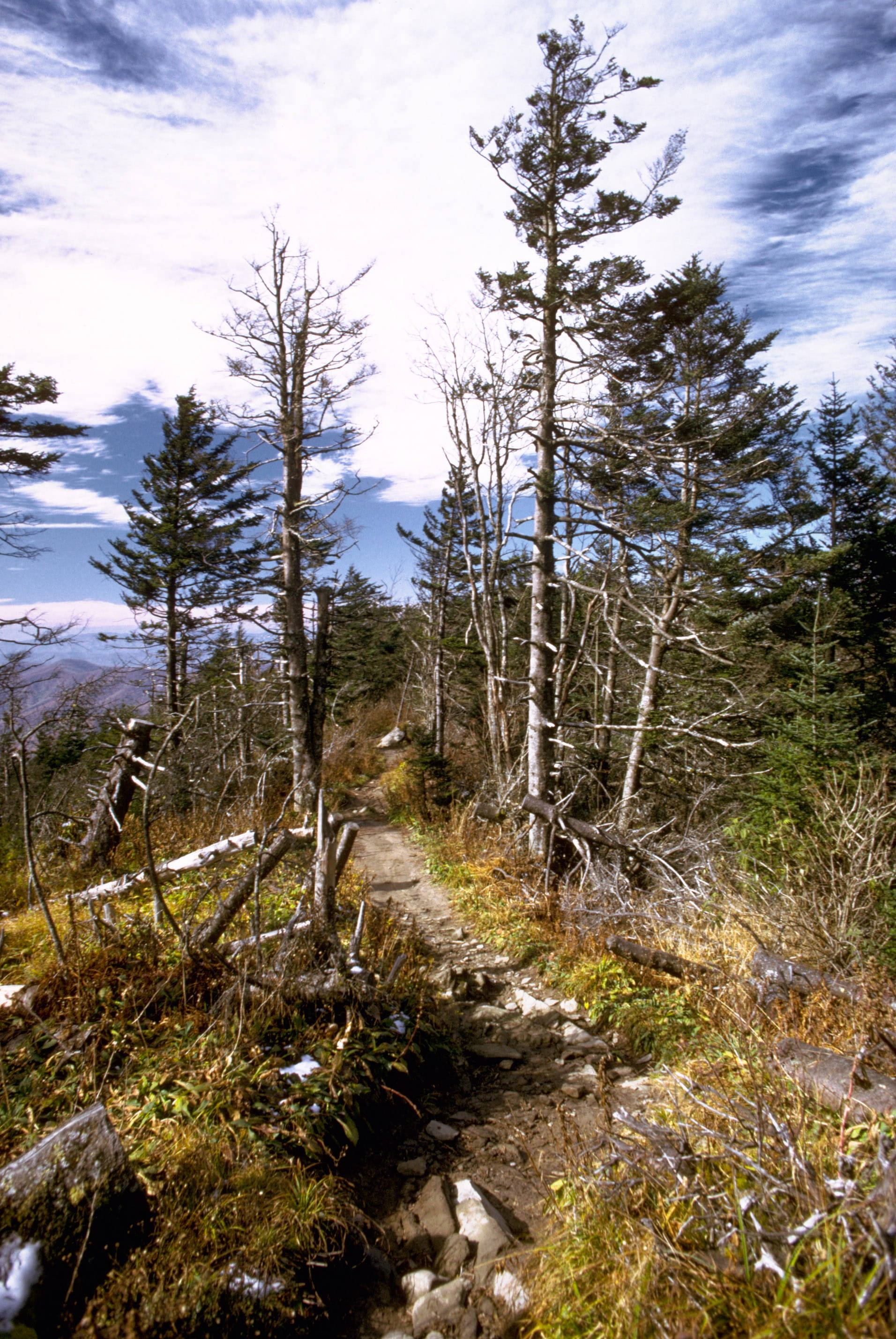 เส้นทางเดินป่าใน Smoky Mountains วอลเปเปอร์