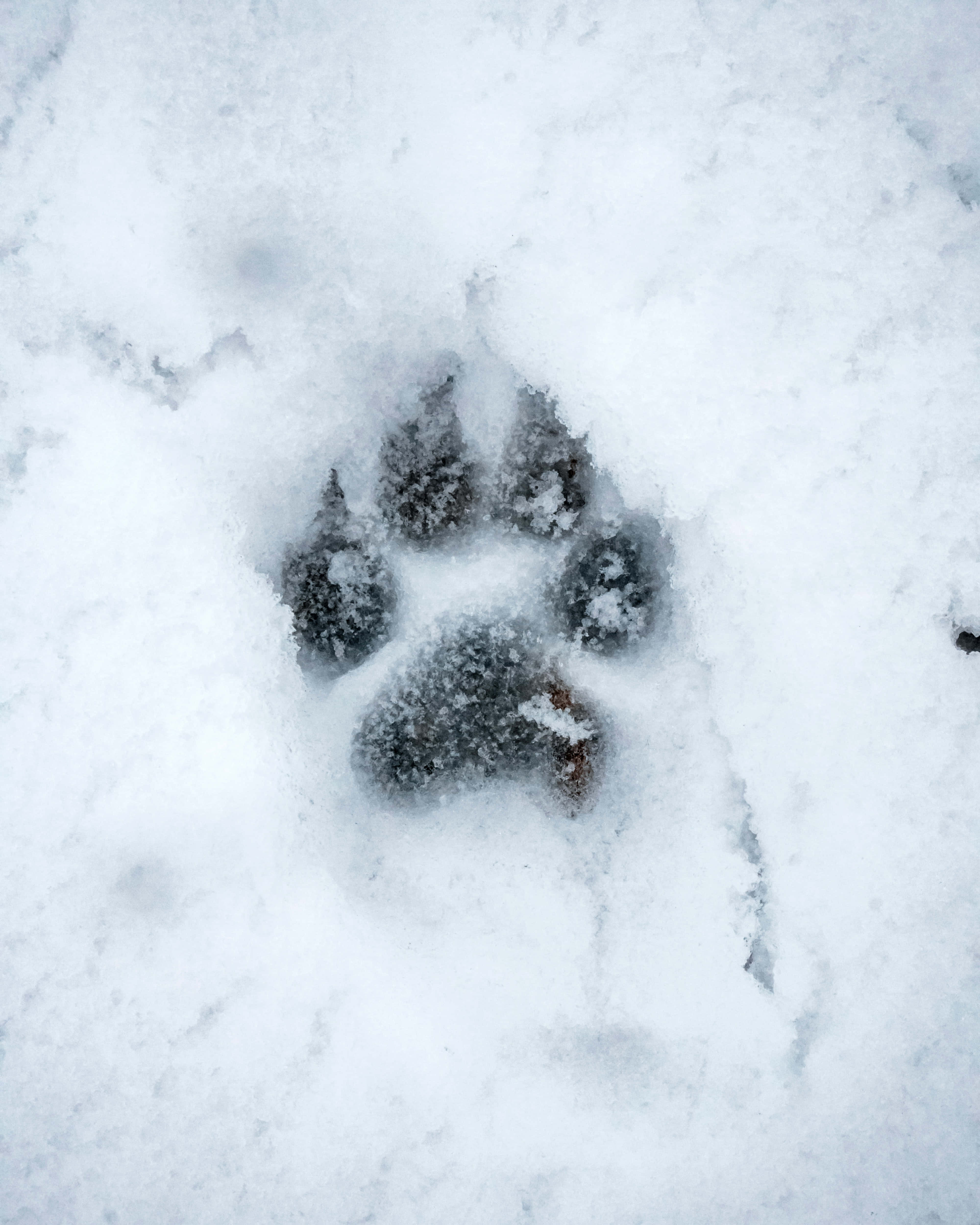 เพลิดเพลินกับทิวทัศน์หิมะอันเงียบสงบกับ Snow Aesthetic วอลเปเปอร์