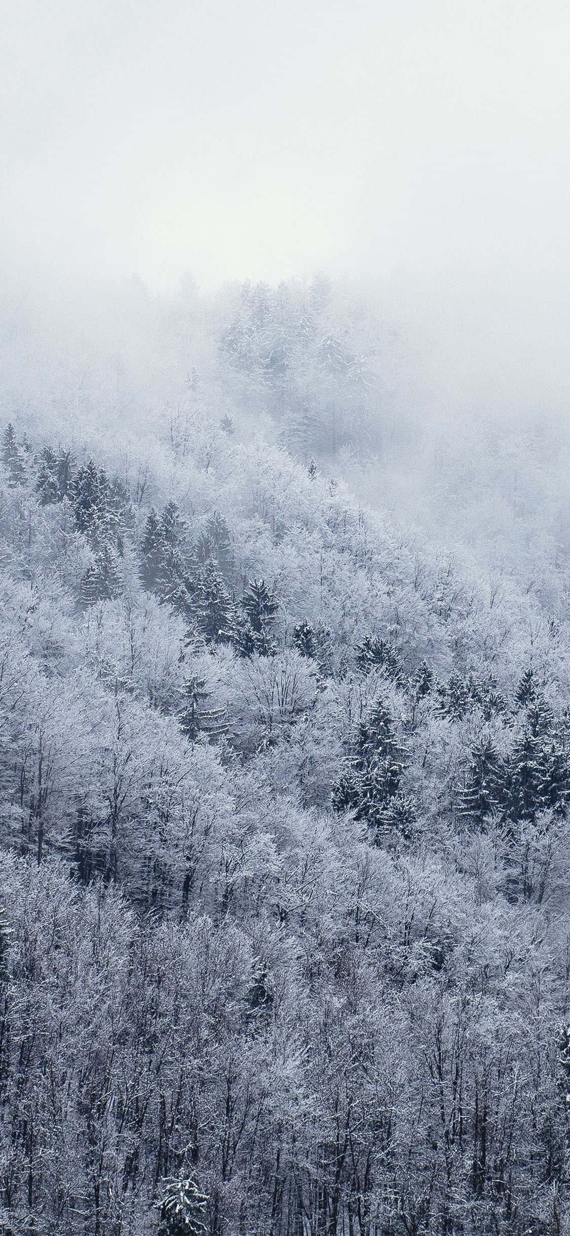 ภาพ สำรวจดินแดนมหัศจรรย์ฤดูหนาวสีขาวกับ Snow iPhone วอลเปเปอร์