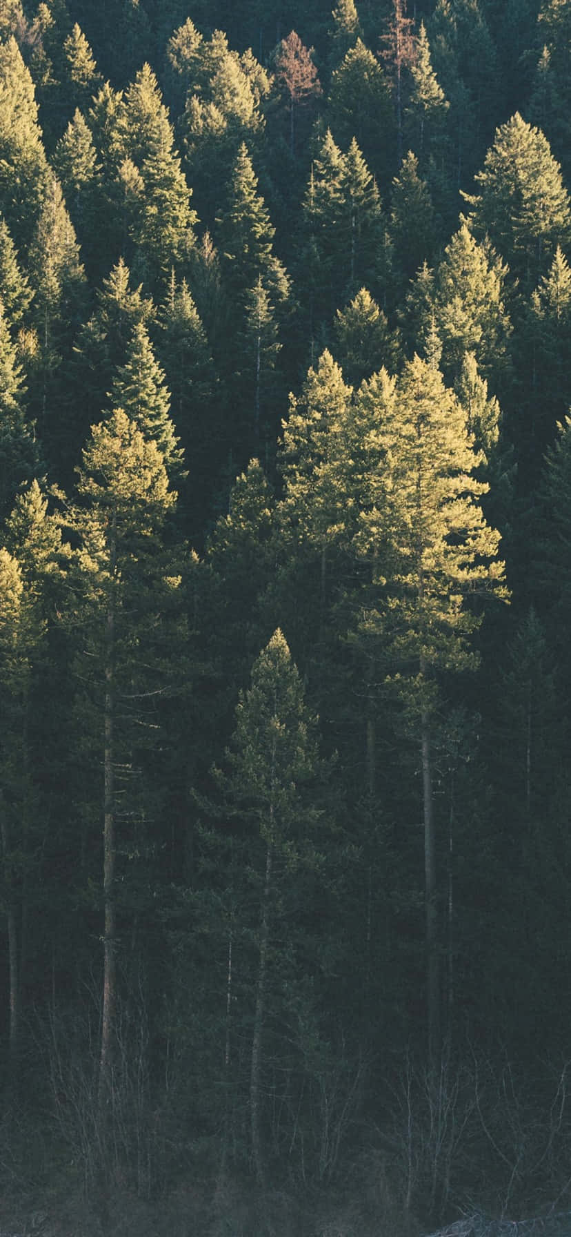"เดินเล่นท่ามกลางธรรมชาติอย่างสงบกับ Trees iPhone" วอลเปเปอร์