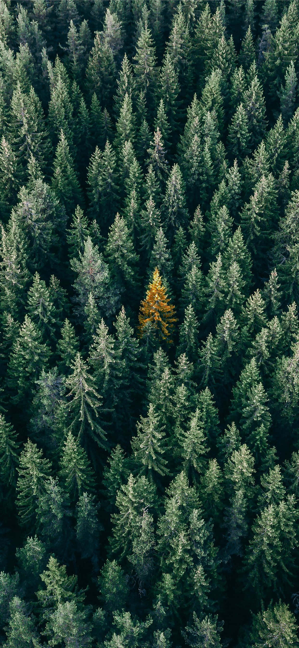 ธรรมชาติมีชีวิตชีวาบนวอลเปเปอร์ Trees iPhone ที่สวยงาม วอลเปเปอร์