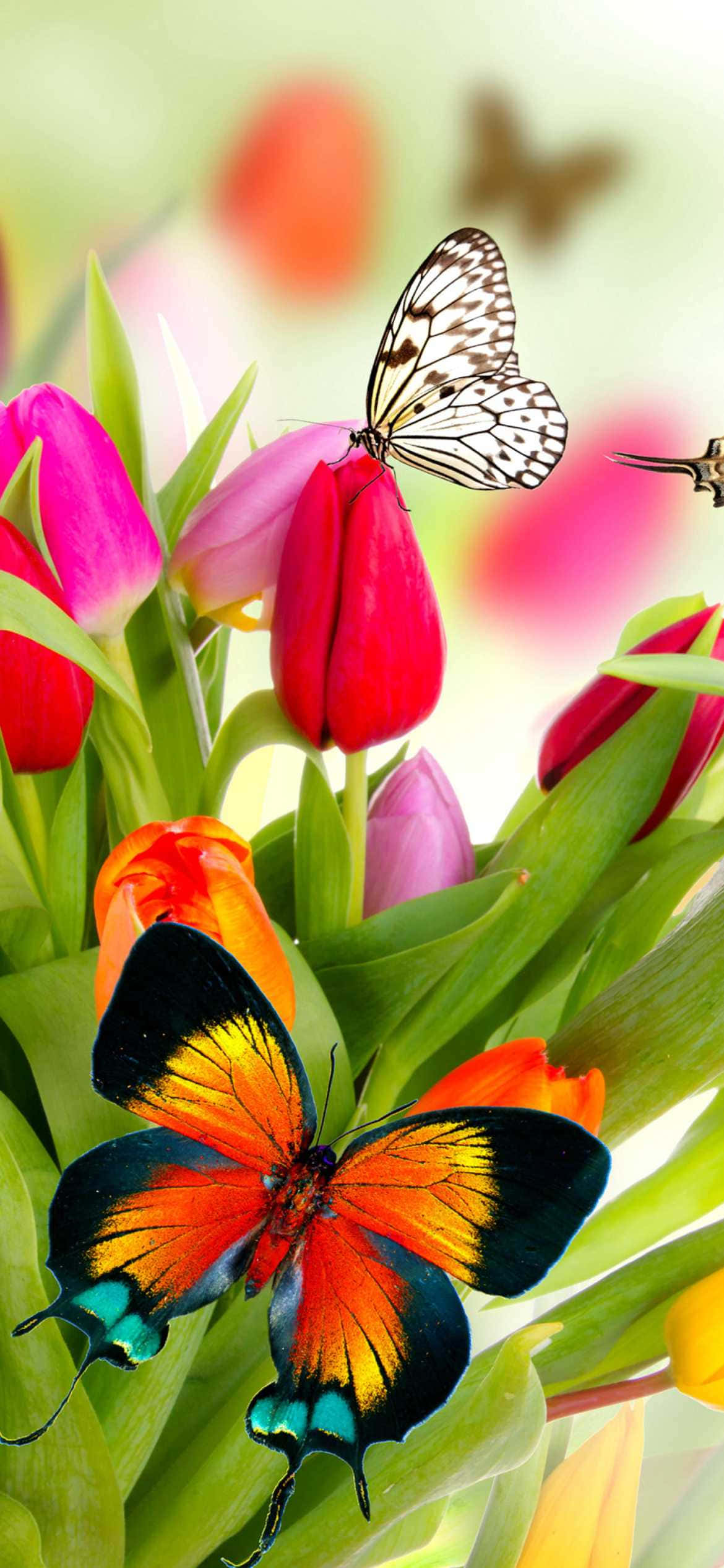 ดอกไม้และผีเสื้อ Tulips NZ วอลเปเปอร์