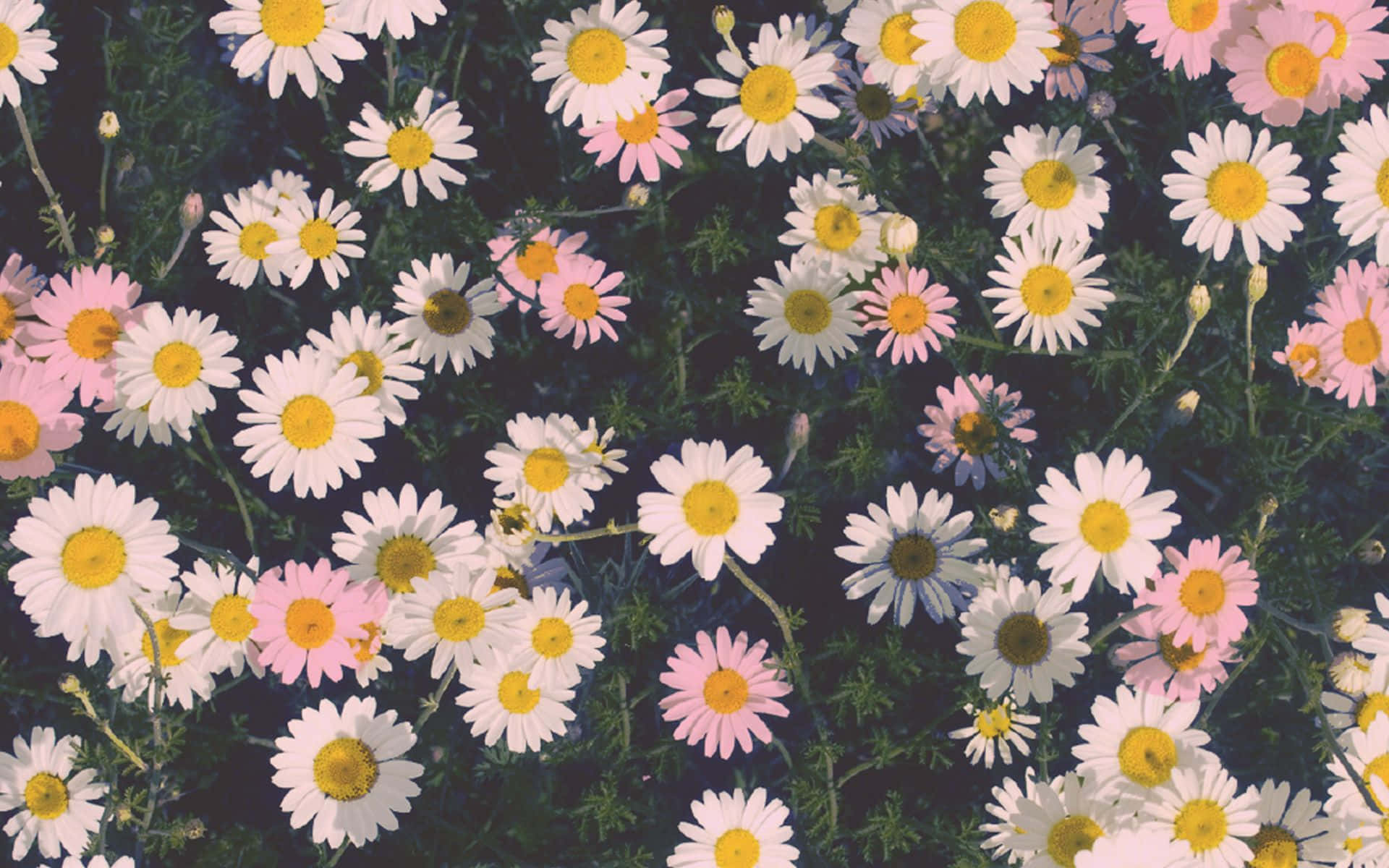 ดอกเดซี่จริงสวยงามสไตล์Tumblr วอลเปเปอร์