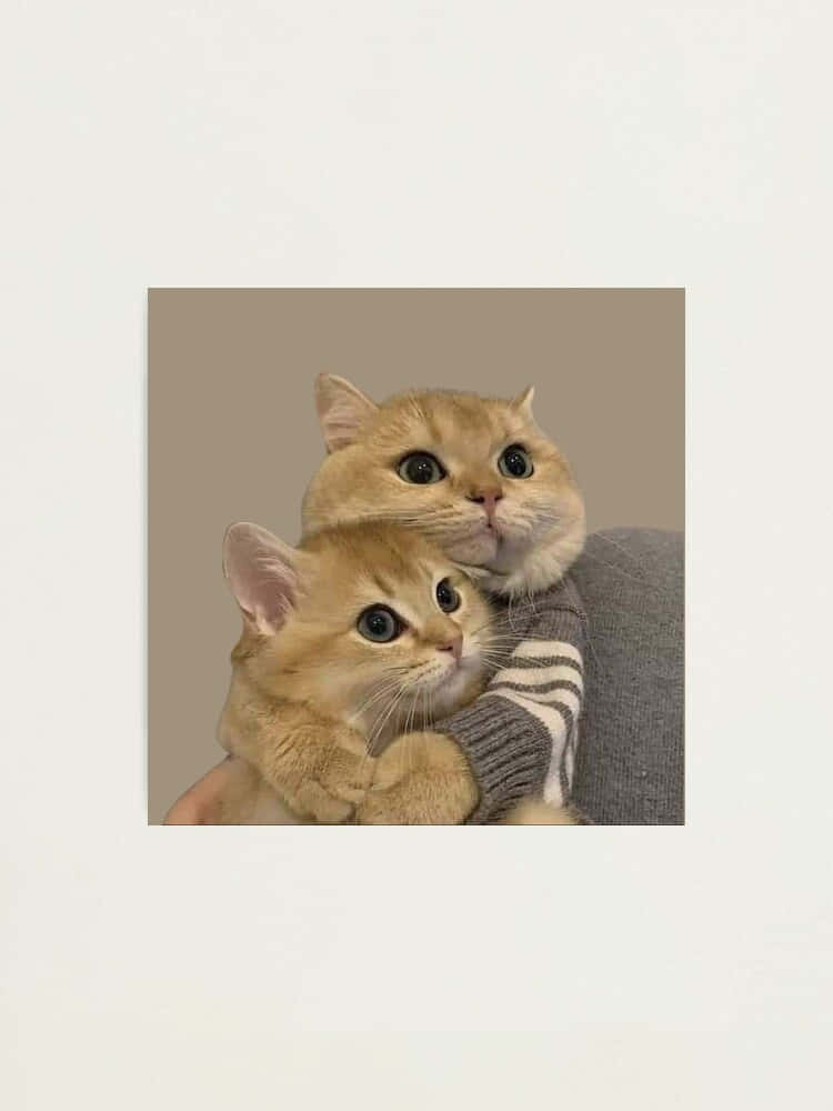 Twin Feline Harmony - รูปโปรไฟล์คู่แมว วอลเปเปอร์