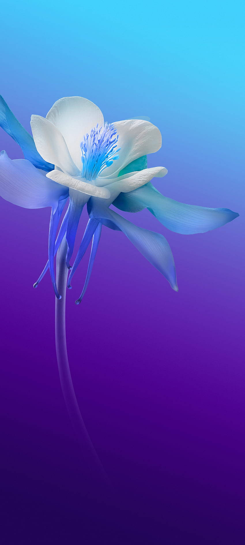 Vivo V20 ดอกไม้สีขาวและน้ำเงิน วอลเปเปอร์