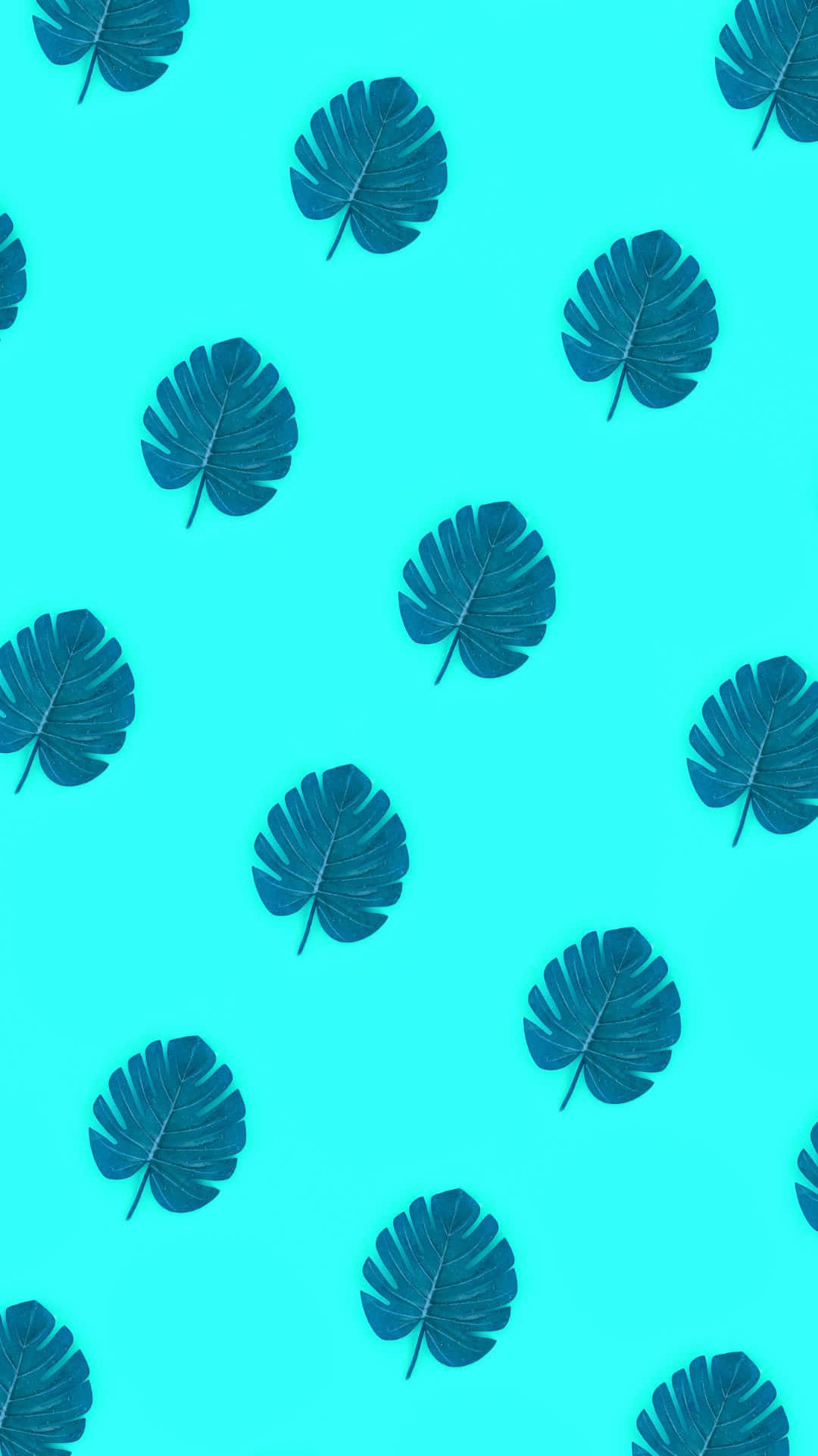 พื้นหลังลายใบมอนสเตรา VSCO สุดสวย วอลเปเปอร์