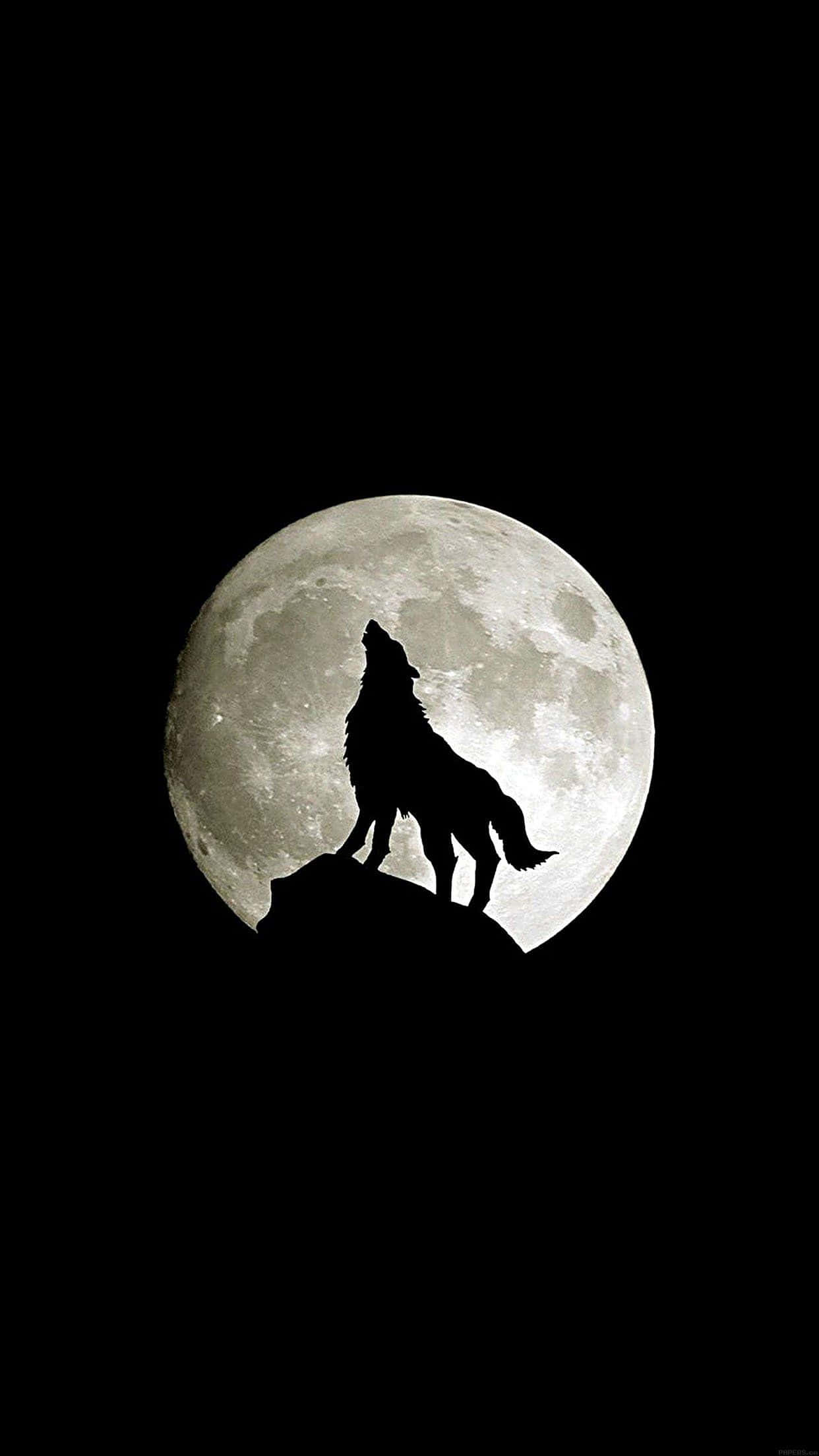 ท่องป่าดุร้ายไปกับ Wolf iPhone วอลเปเปอร์