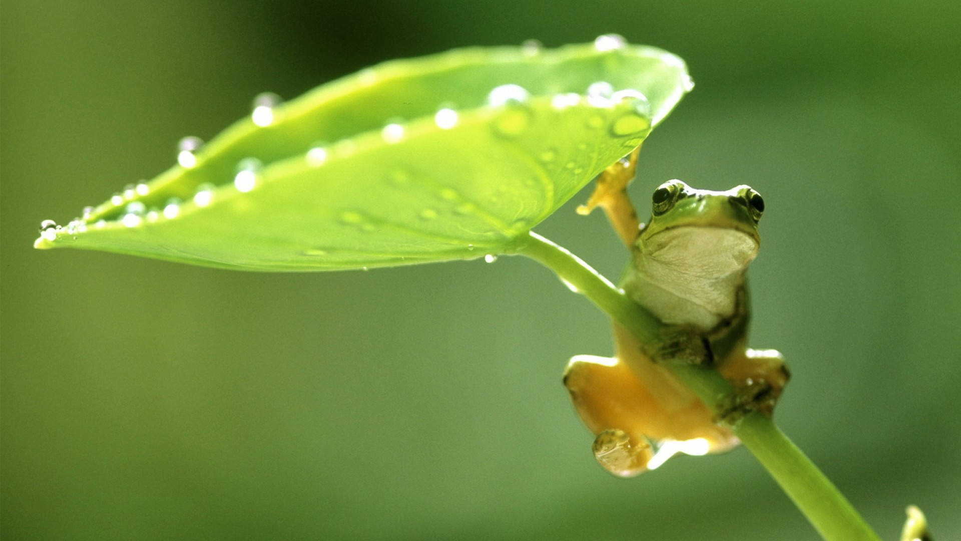 กบสุดน่ารักท่ามกลางสายฝนฤดูใบไม้ผลิ วอลเปเปอร์