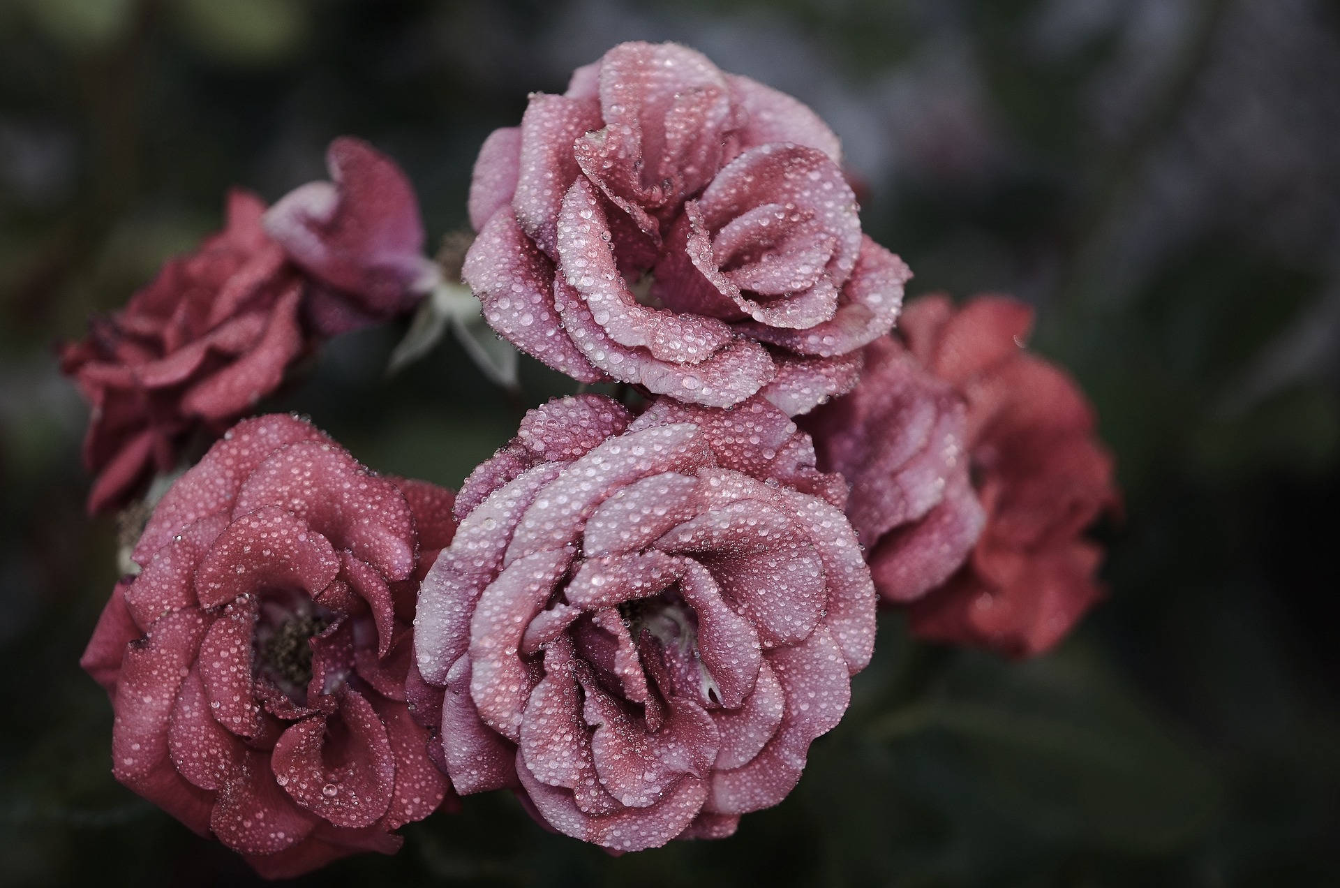 กลีบกุหลาบสีชมพูสวยงาม วอลเปเปอร์