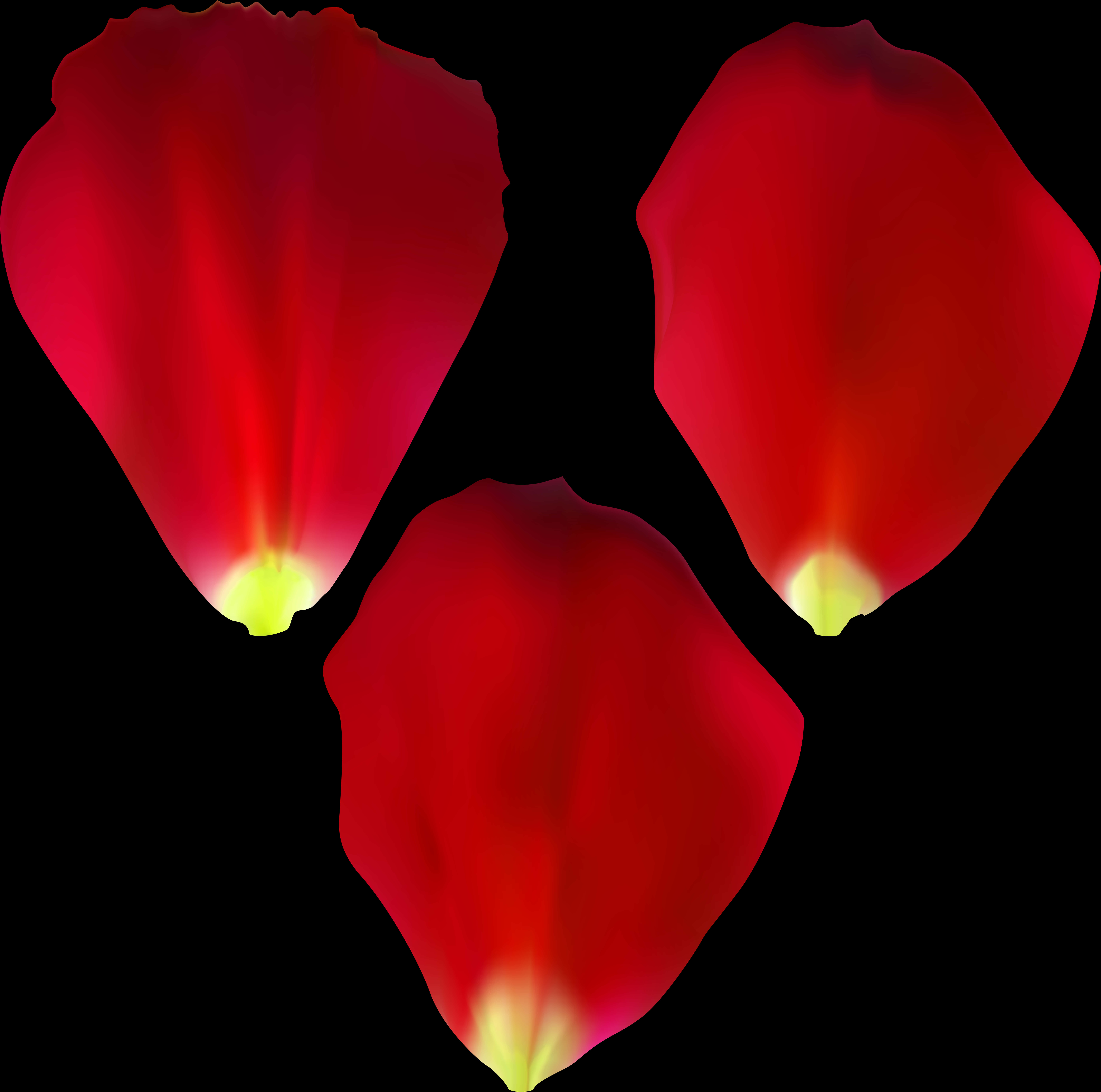 กลีบกุหลาบสีแดงบนพื้นหลังสีดำ วอลเปเปอร์