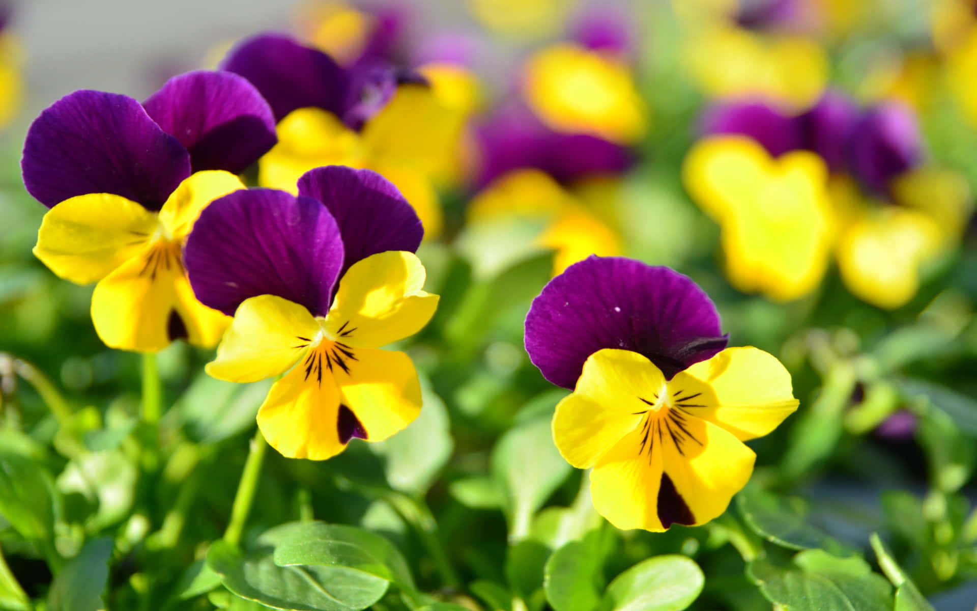 กลุ่มดอกแพนซี่สีม่วงและเหลืองกำลังเติบโตบนพื้นดิน วอลเปเปอร์