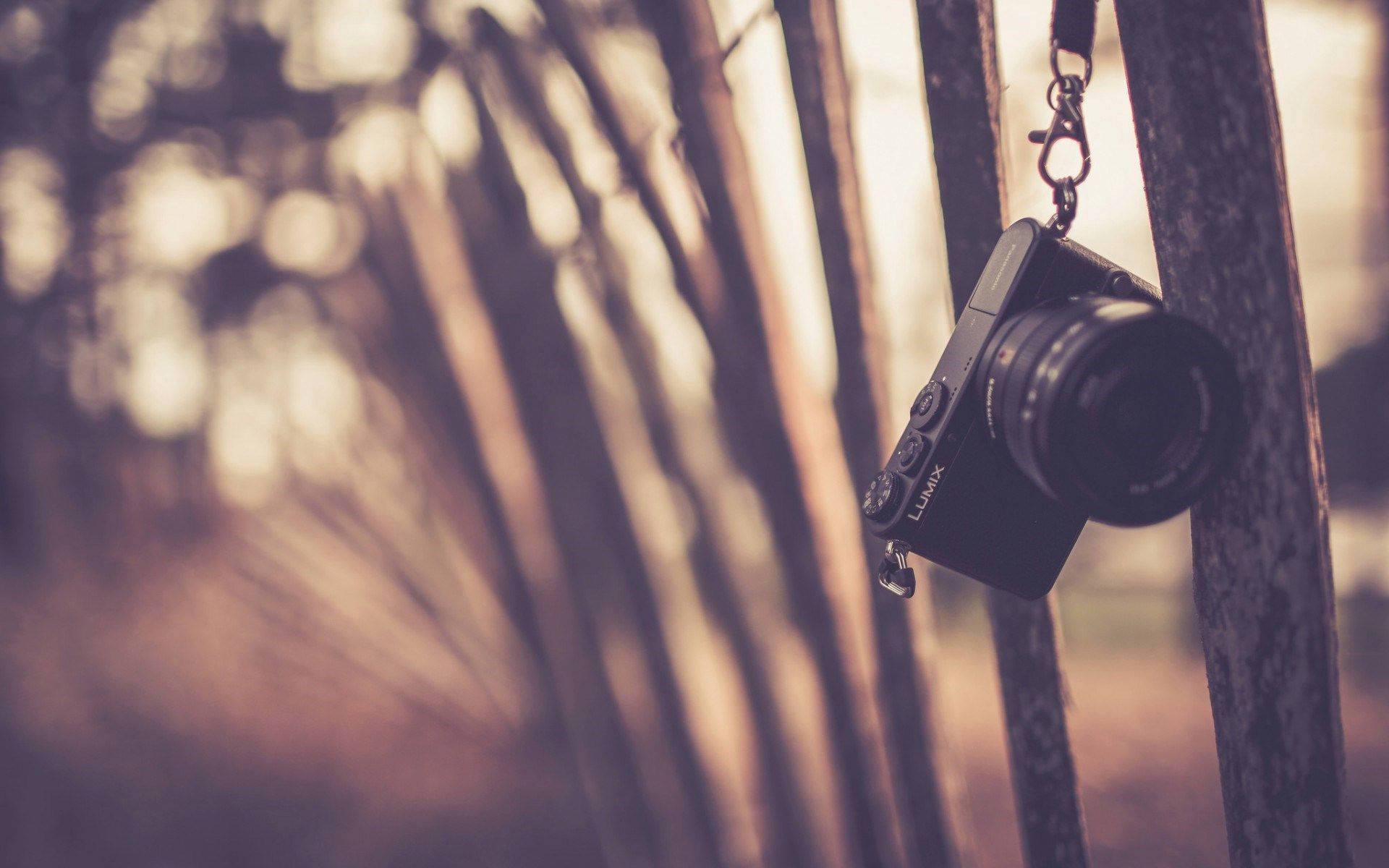 วอลเปเปอร์กล้อง Panasonic Lumix — ป่า วอลเปเปอร์