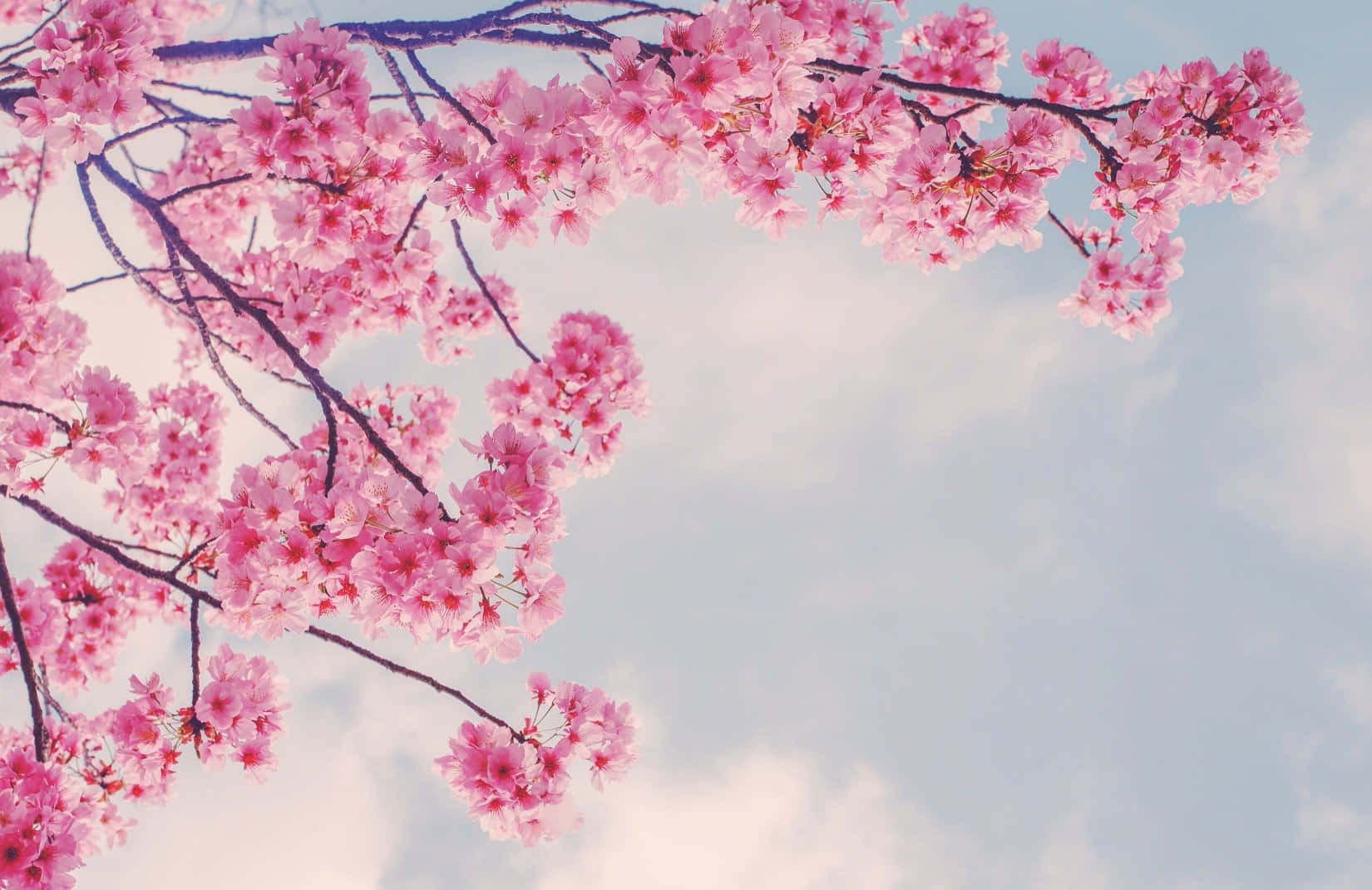 กิ่งซากุระสีชมพูในฤดูใบไม้ผลิ วอลเปเปอร์