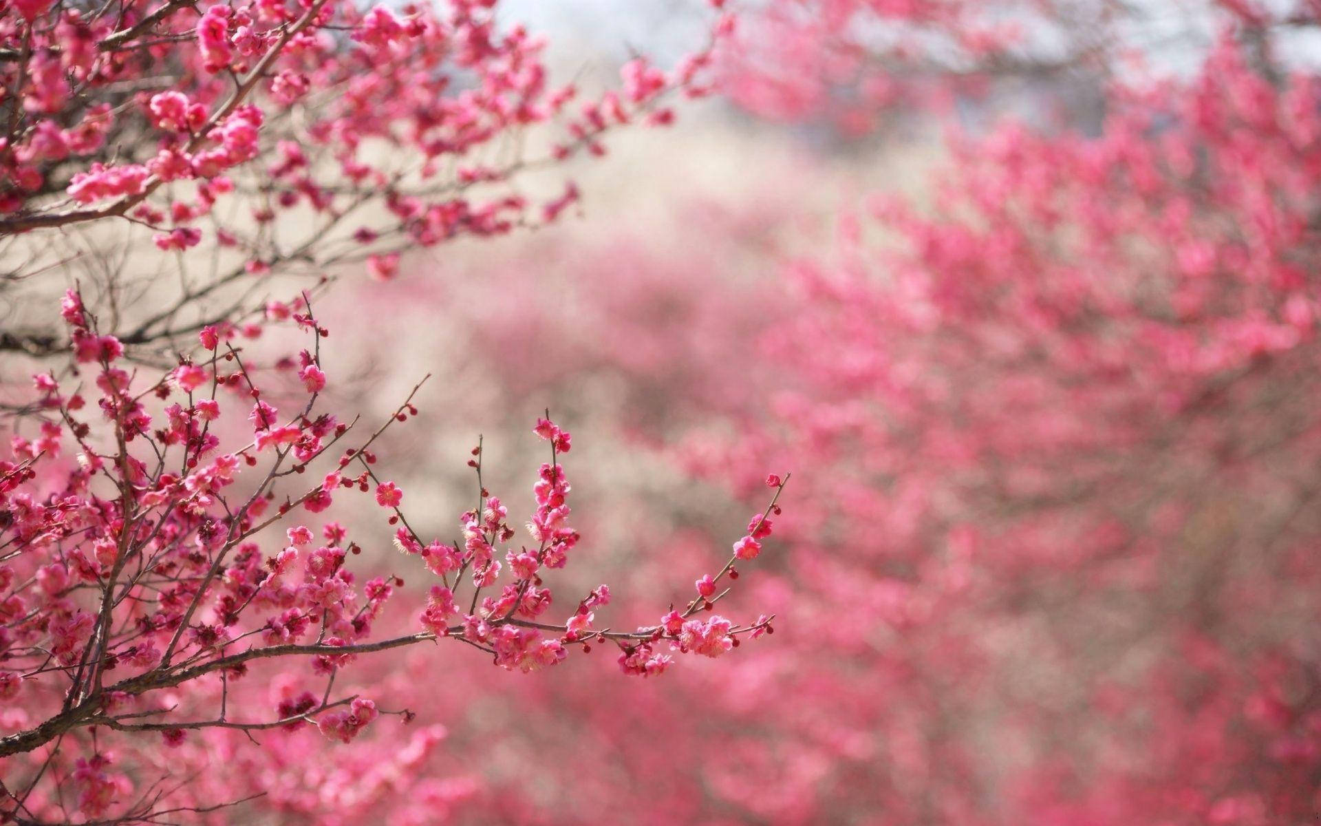 กิ่งดอกไม้สีชมพู วอลเปเปอร์
