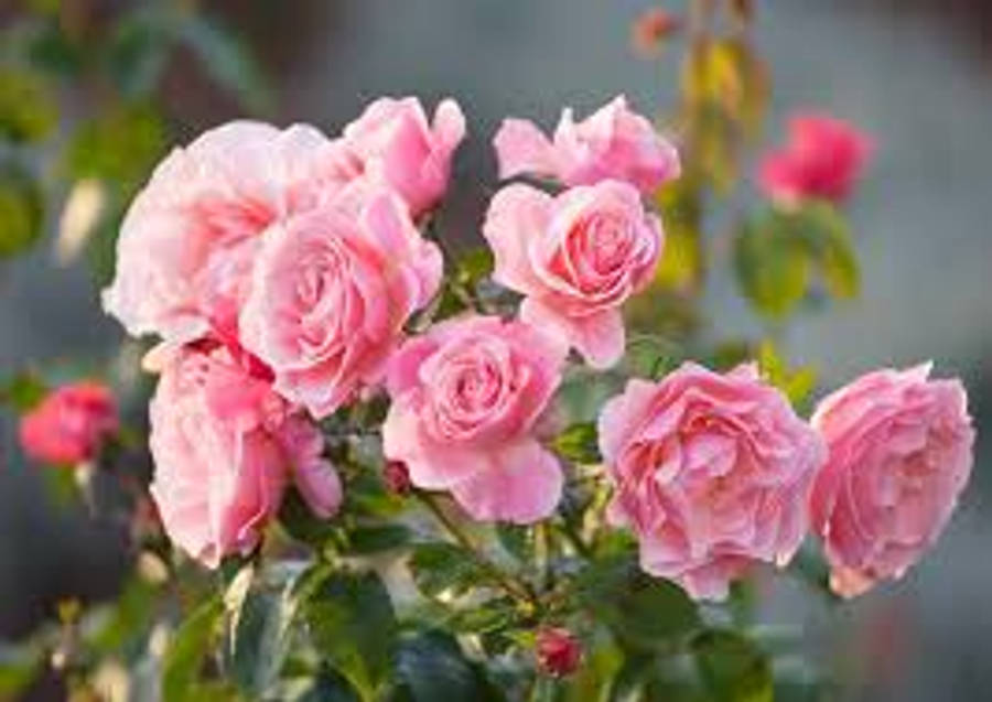 กุหลาบพุ่มสีชมพู Tickled Pink วอลเปเปอร์