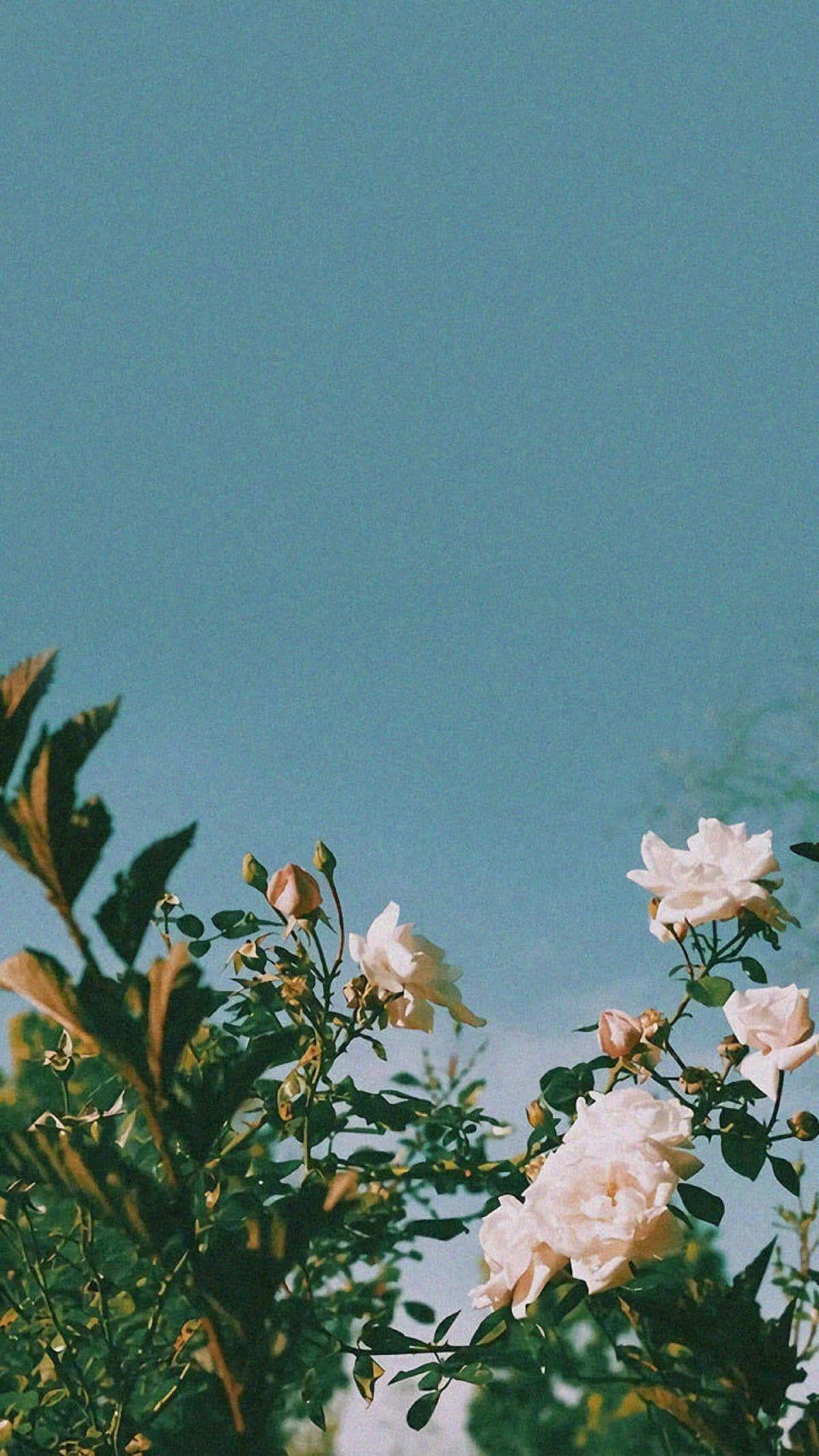 กุหลาบสวยงามกับต้นไม้สีเขียว วอลเปเปอร์