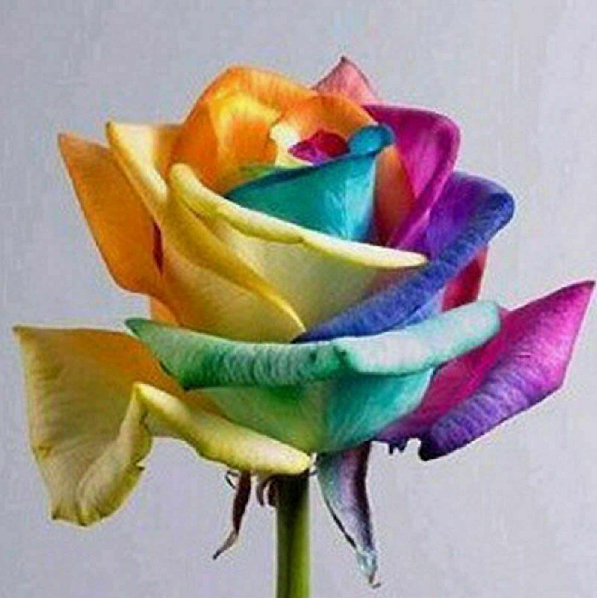 กุหลาบสีชมพูแสนโรแมนติกที่เบ่งบานเต็มที่ วอลเปเปอร์