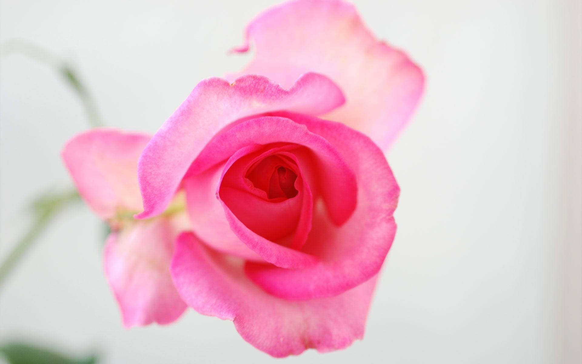 กุหลาบสีชมพูโปร่งแสง วอลเปเปอร์