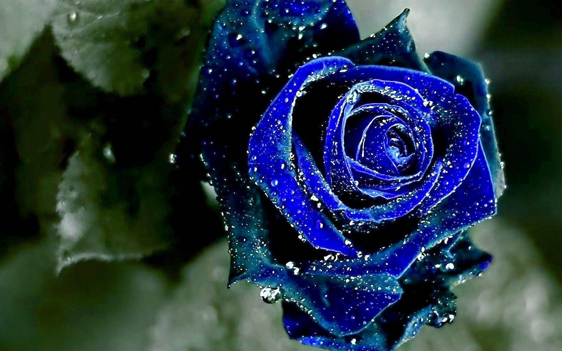 กุหลาบสีน้ำเงินสวยงาม วอลเปเปอร์