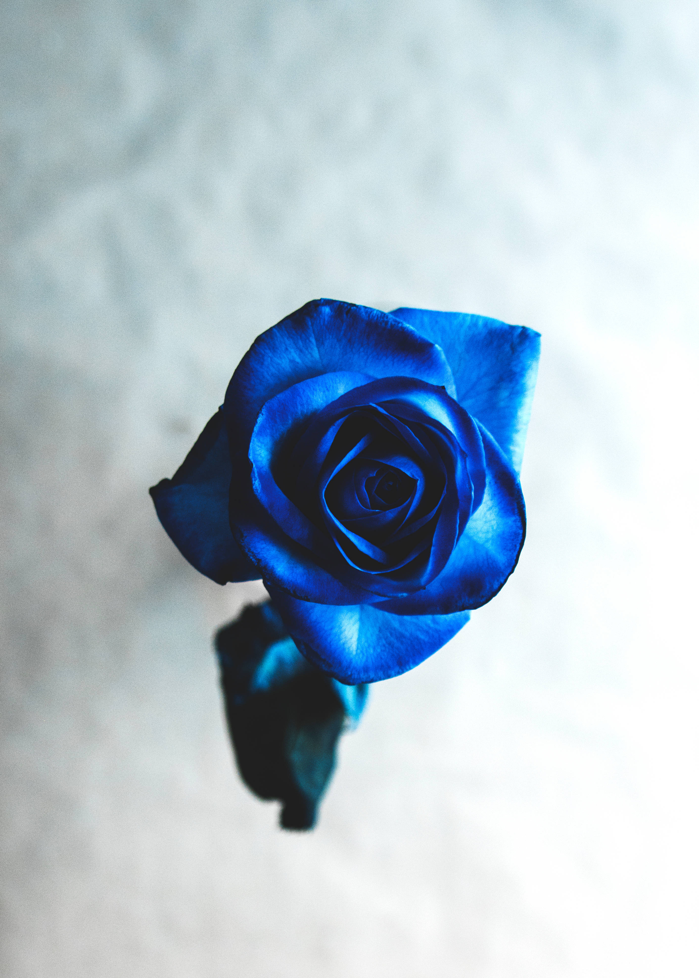 ดอกกุหลาบสีฟ้าสวยสดใสเจ๋งๆ HD วอลเปเปอร์