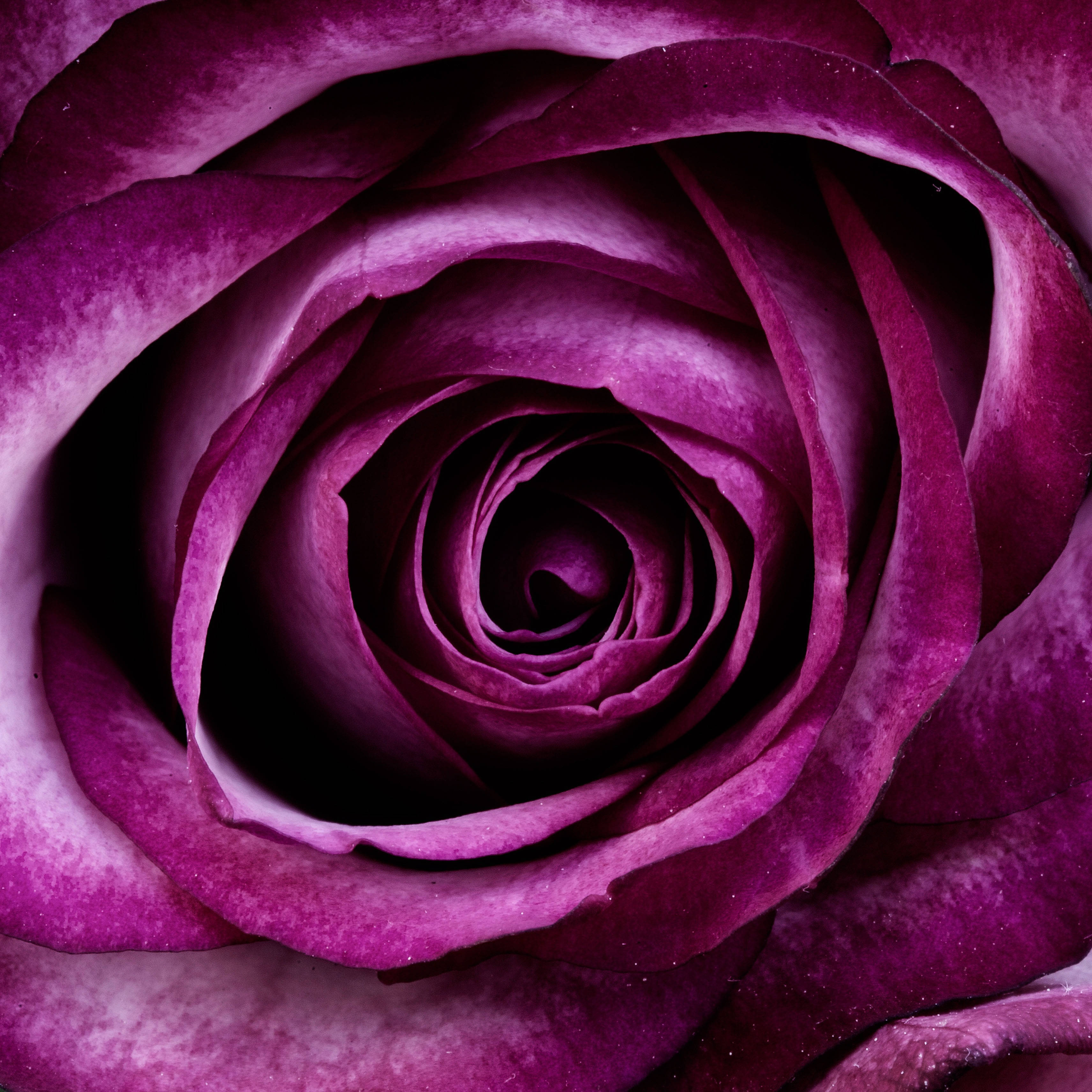 กุหลาบสีม่วงสวยงาม วอลเปเปอร์