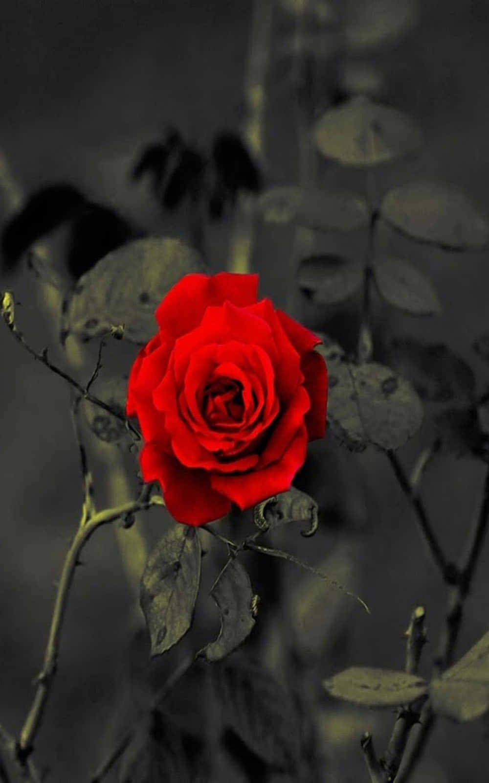 กุหลาบสีแดงในภาพขาวดำ วอลเปเปอร์