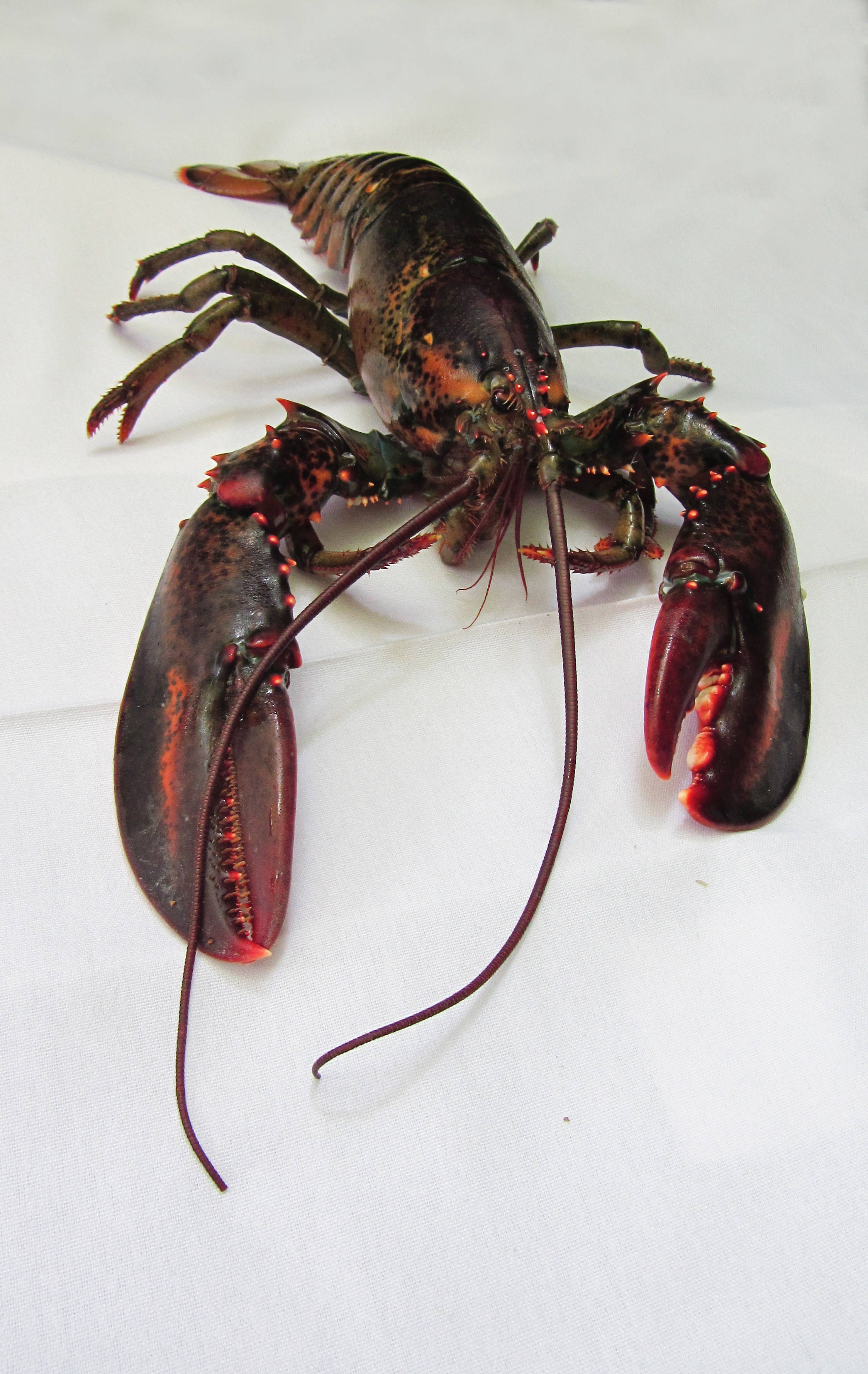 กุ้งก้ามดำมีหนามสีแดงนีออน วอลเปเปอร์