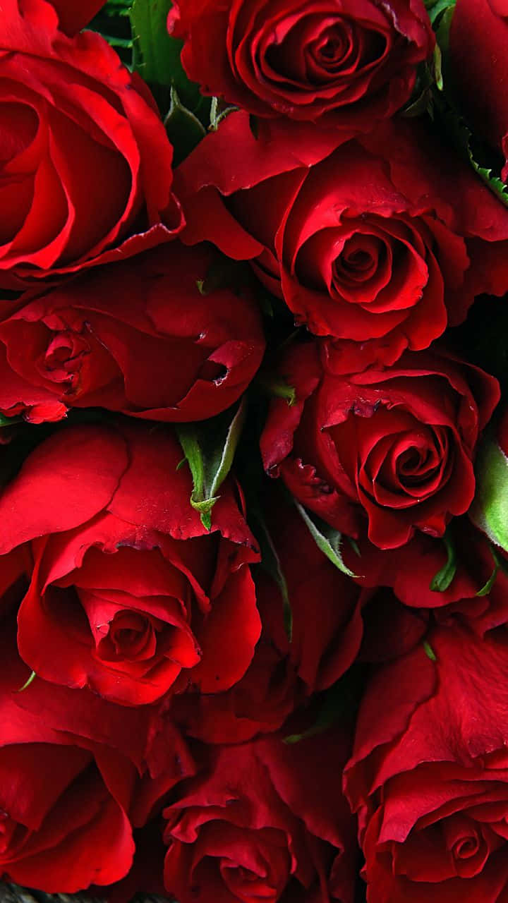 ความงามอันสดใสของกุหลาบสีชมพู วอลเปเปอร์