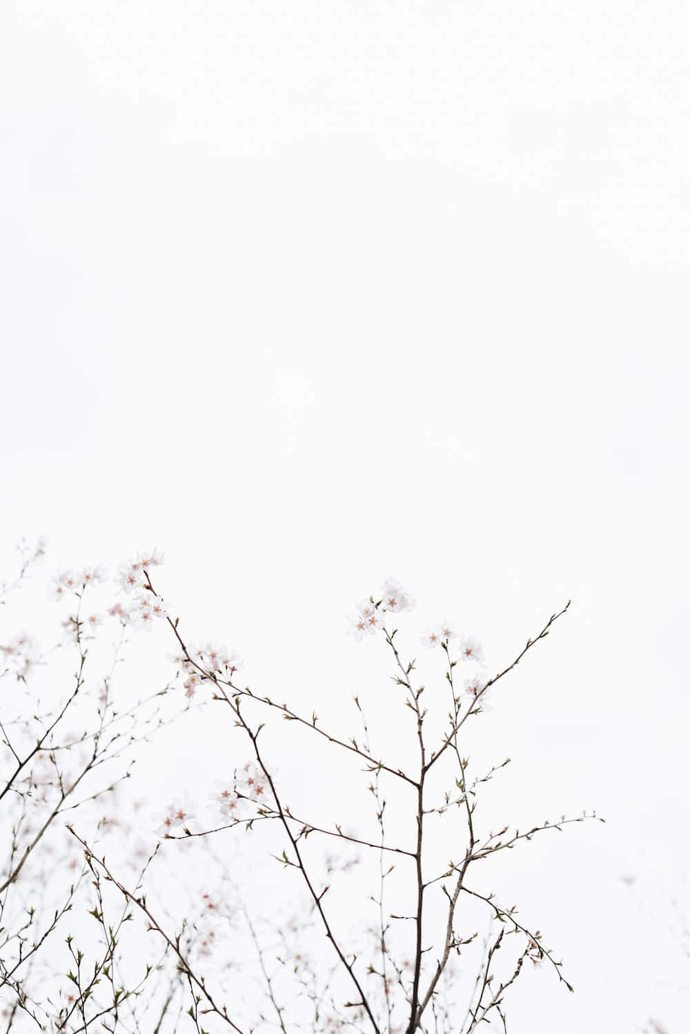 ความรู้สึกสงบและผ่อนคลายในสีขาวสวยงาม วอลเปเปอร์