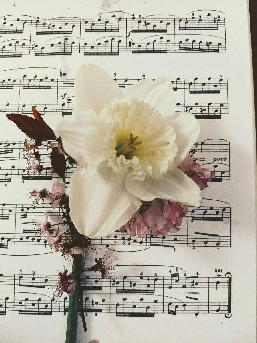 ความสวยงามของโน้ตเพลง วอลเปเปอร์