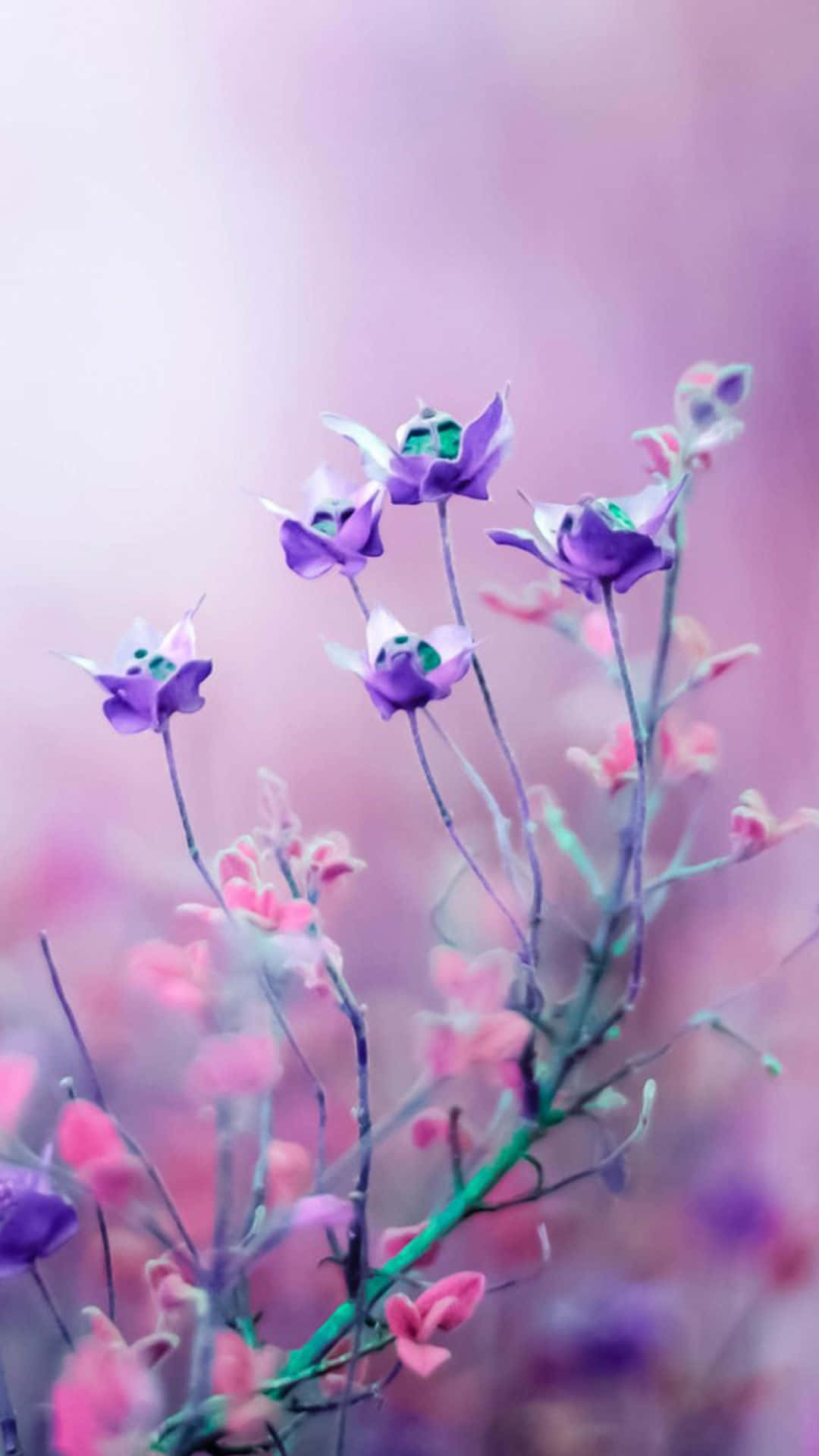 คำบรรยาย: พื้นหลังดอกไม้สีชมพูอันน่าหลัง วอลเปเปอร์