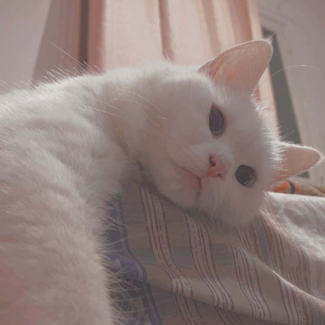 จ้องมองไปในสิ่งที่ไม่รู้ วอลเปเปอร์