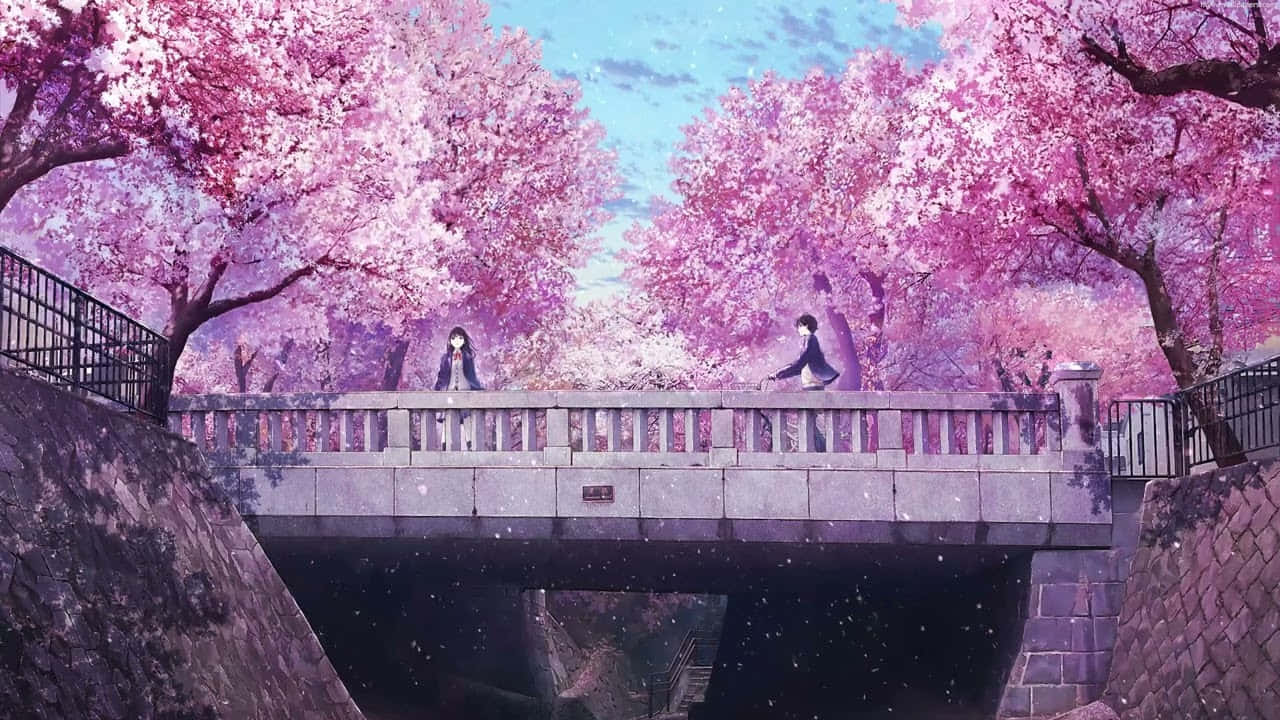 ฉากอนิเมะดอกซากุระสาวน้อยยืนบนสะพาน วอลเปเปอร์